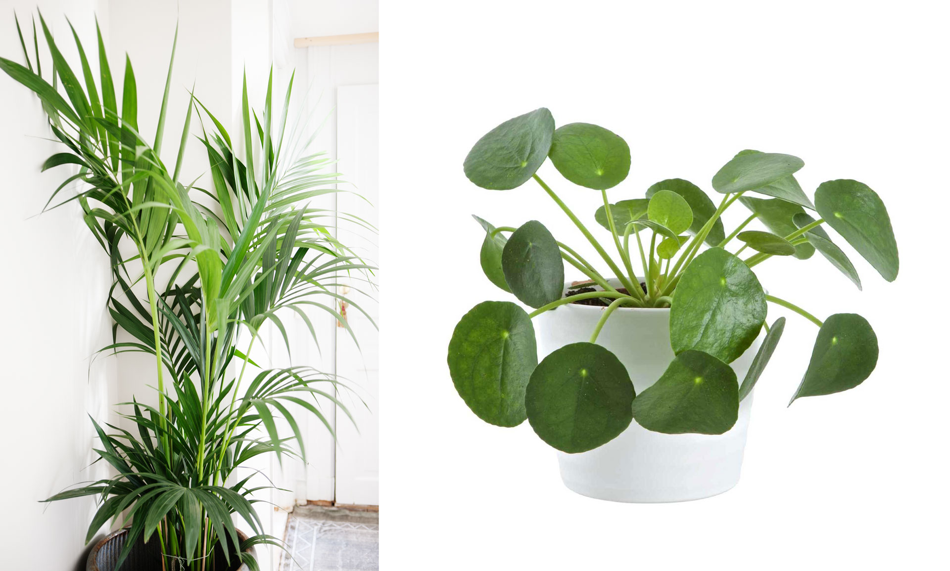 krukvaxtens-dag-garden-extrpeesions.jpg