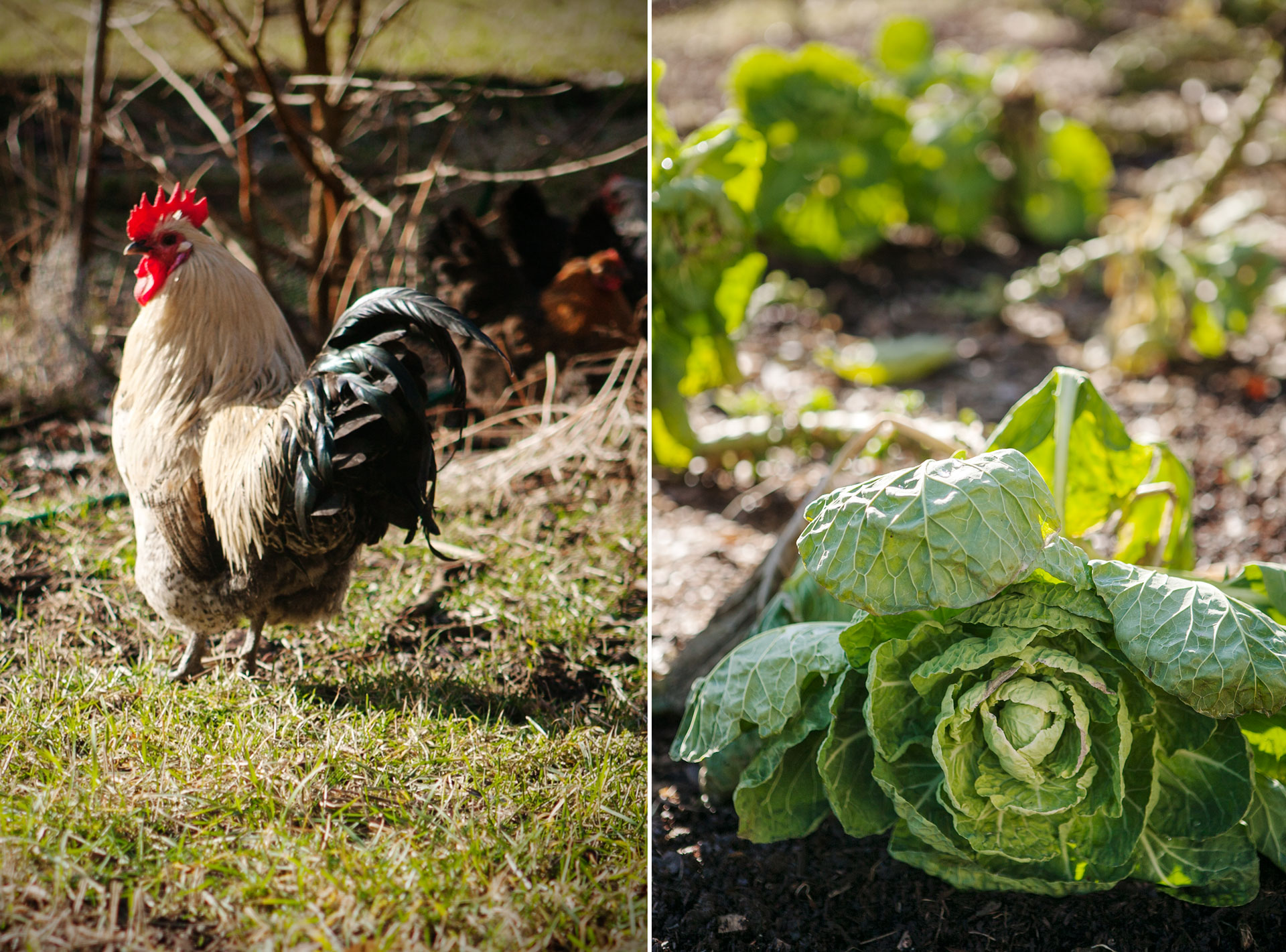 Boodla-eklmi-garden-trends.jpg
