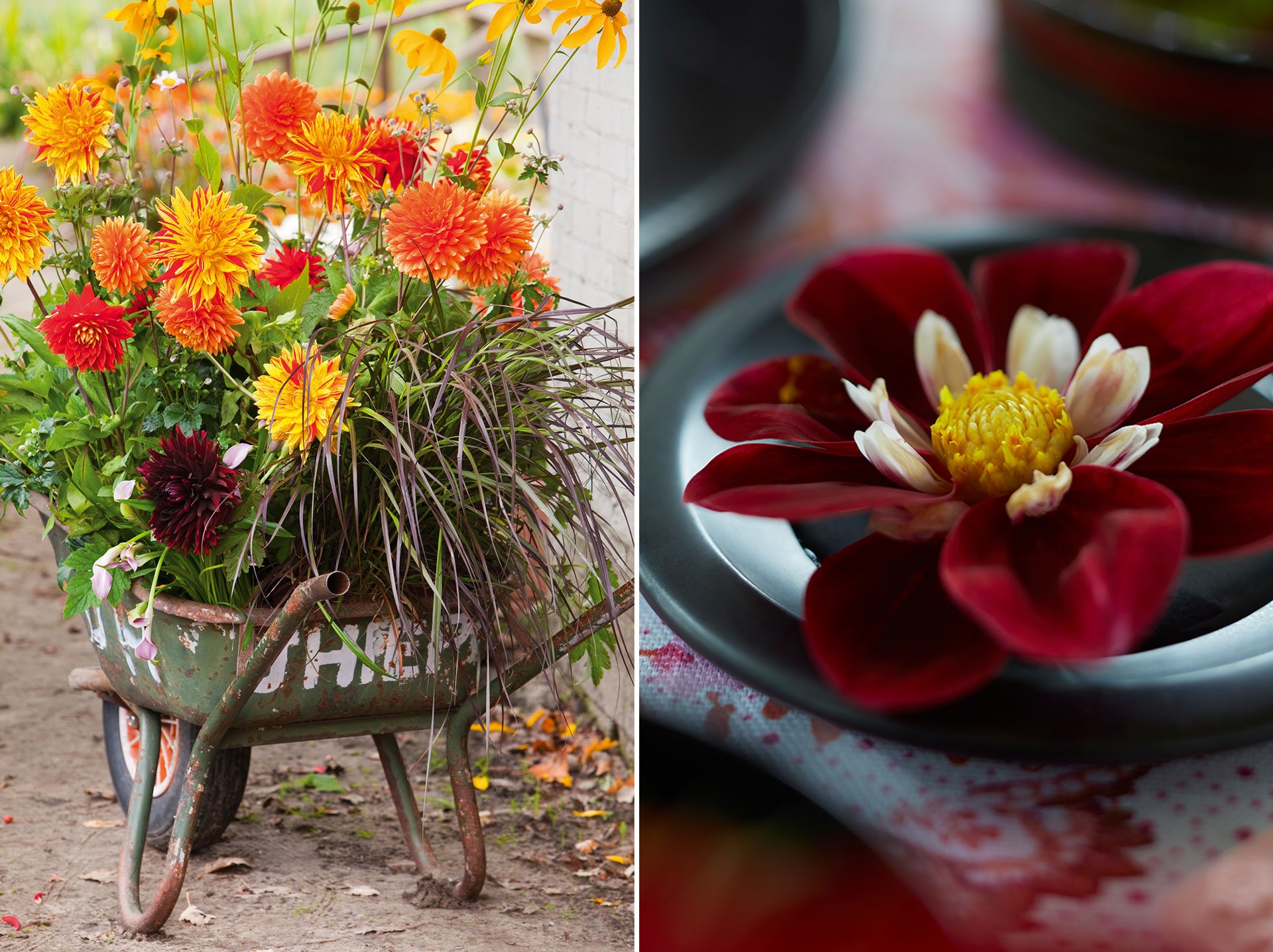 Från jordig knöl till trendig blomma