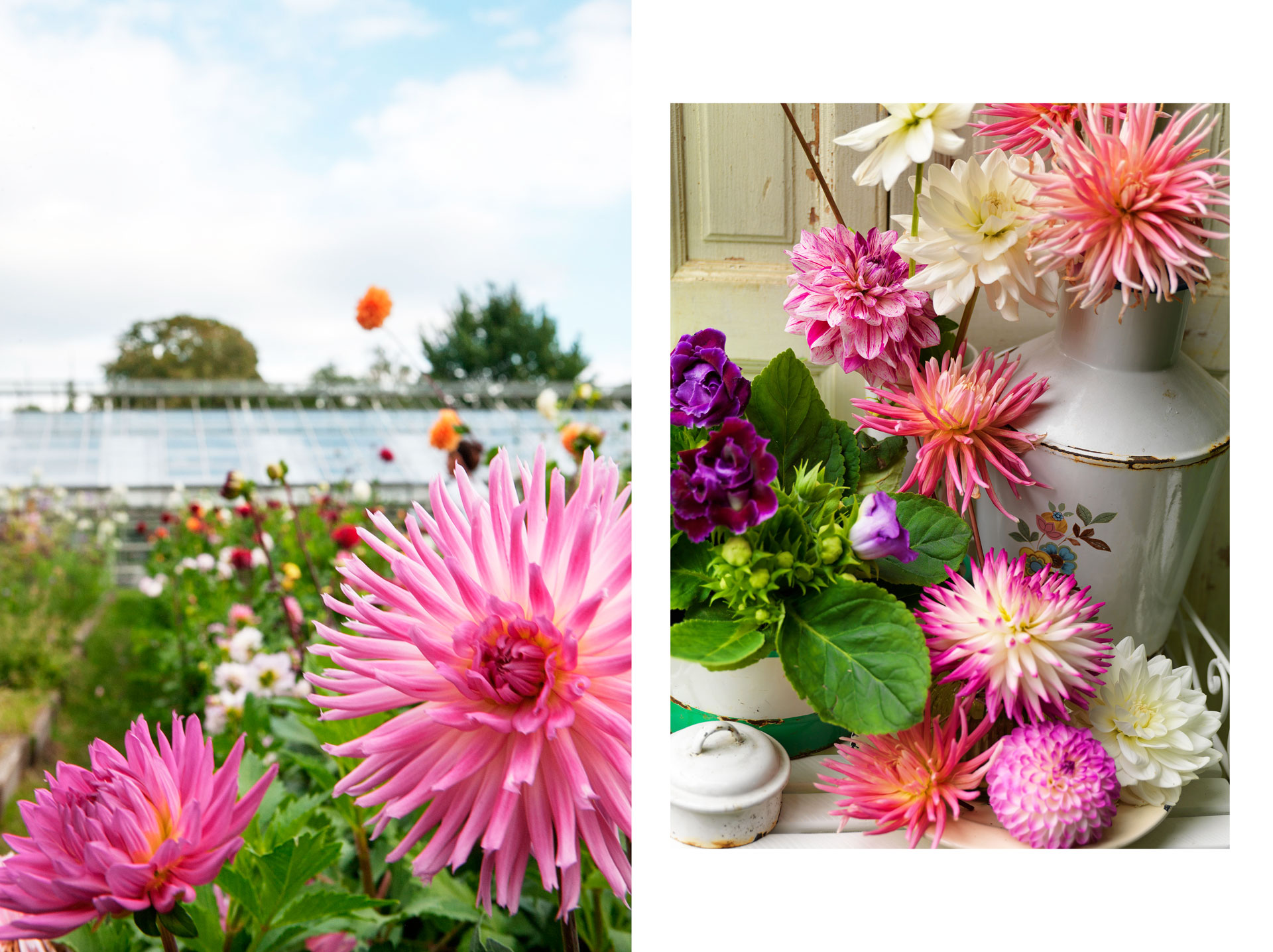 elmiagardentrends-dahlias.jpg