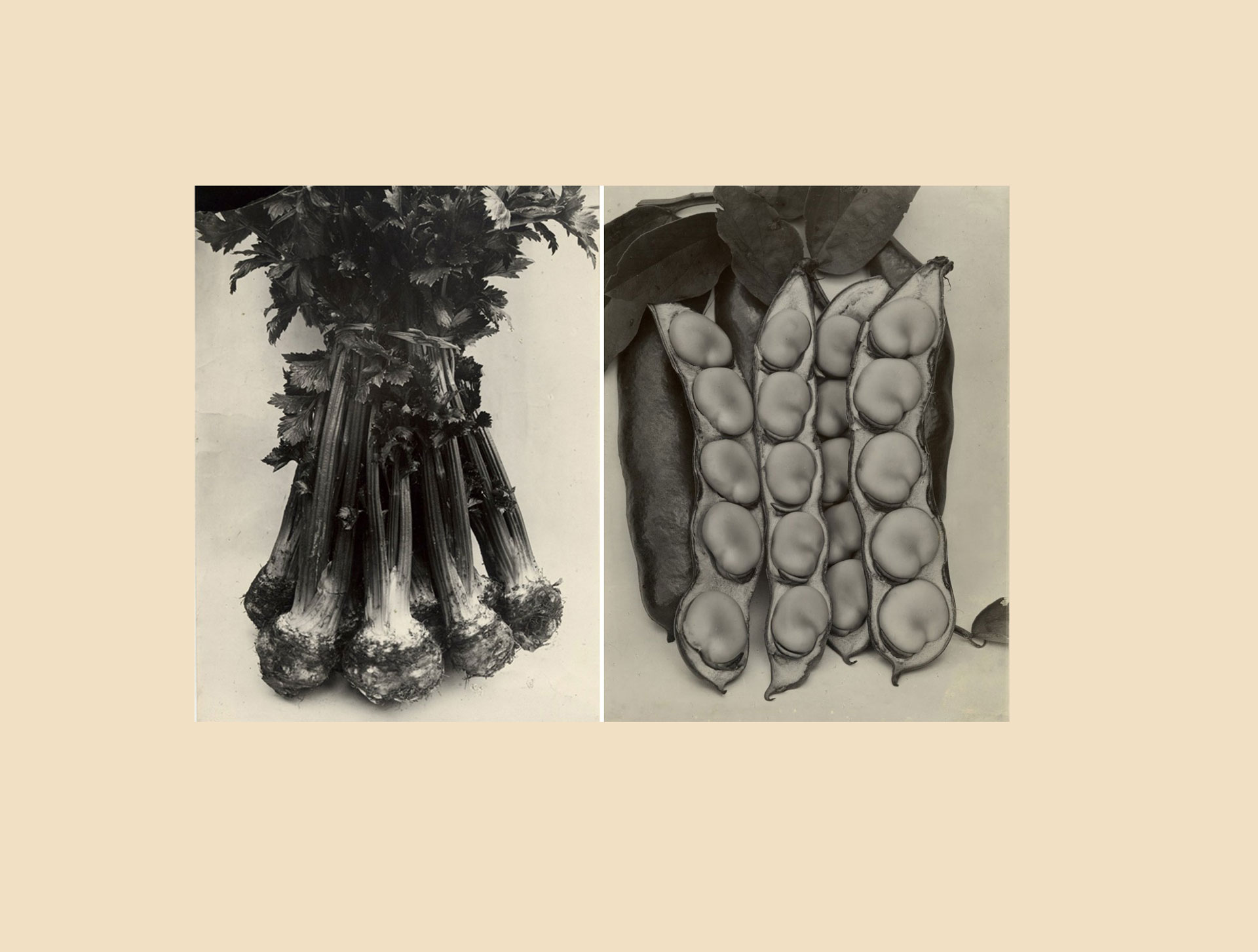 thegardenmuseum-charles-jones.jpg