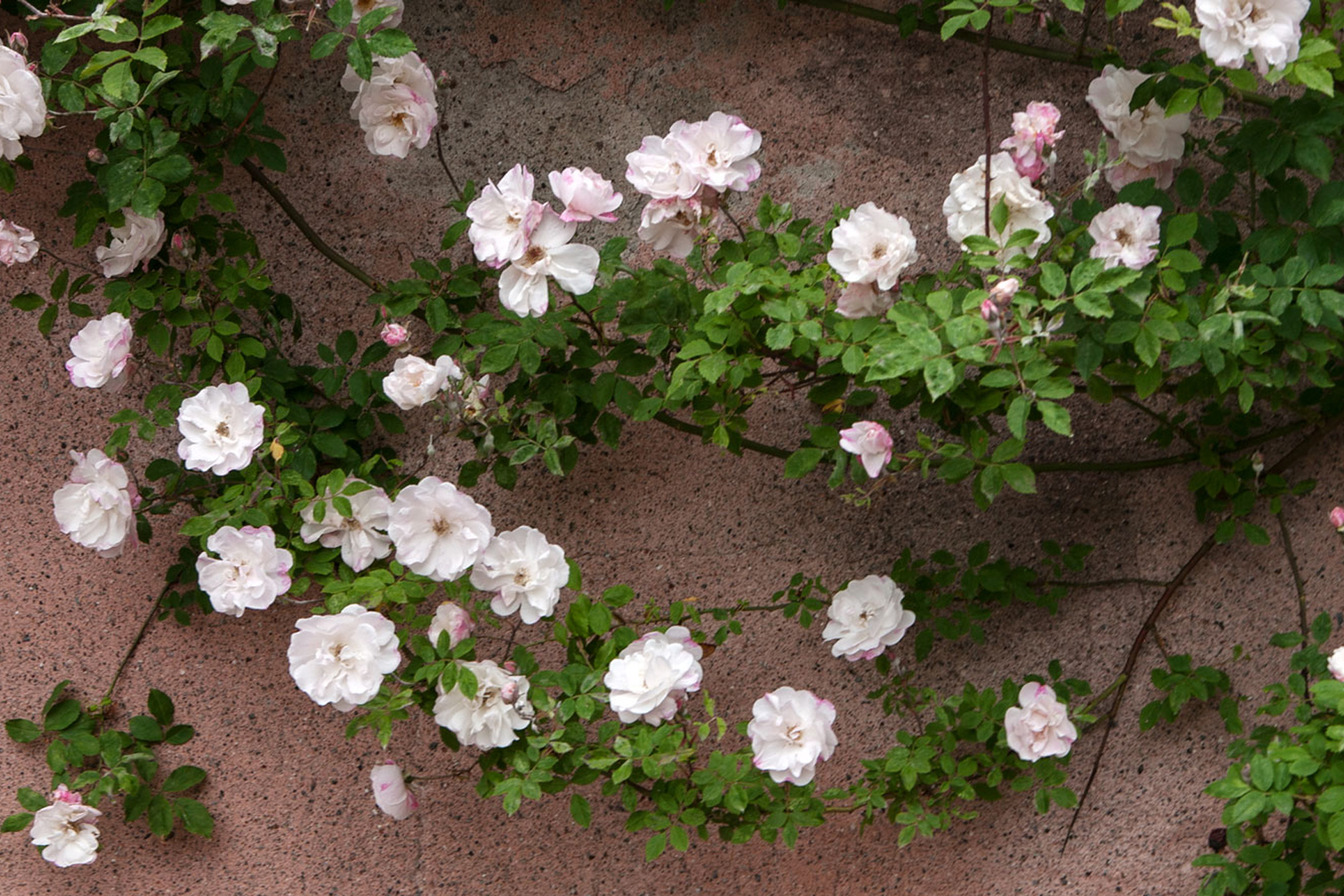 Maj – 2020, den romantiska inspirationslistan för trädgårds- och naturälskare.