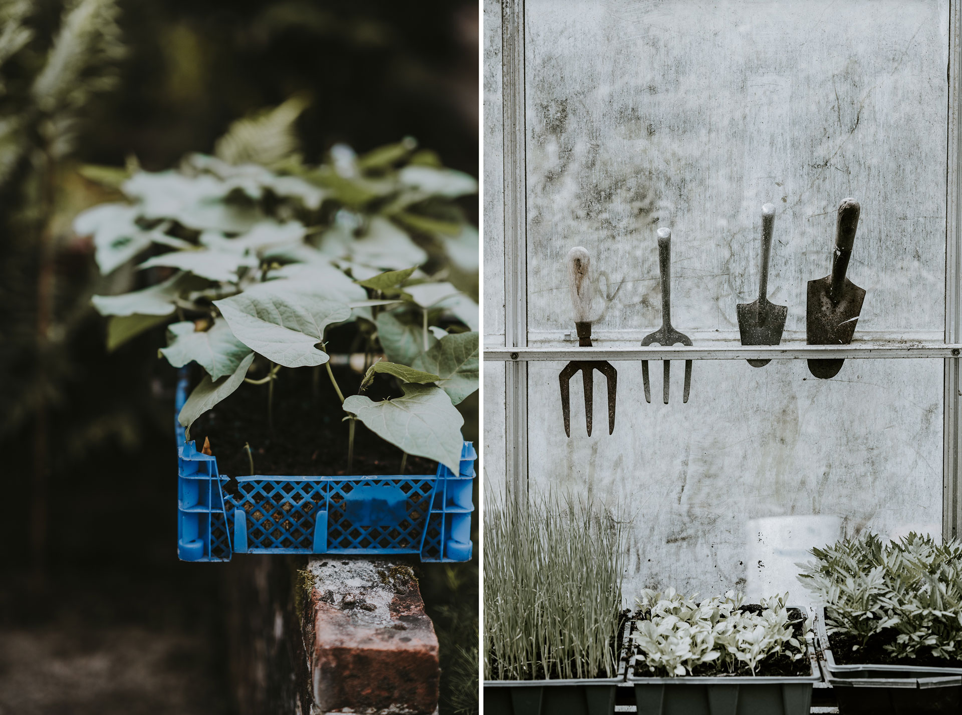 Grow-here-unsplash.jpg
