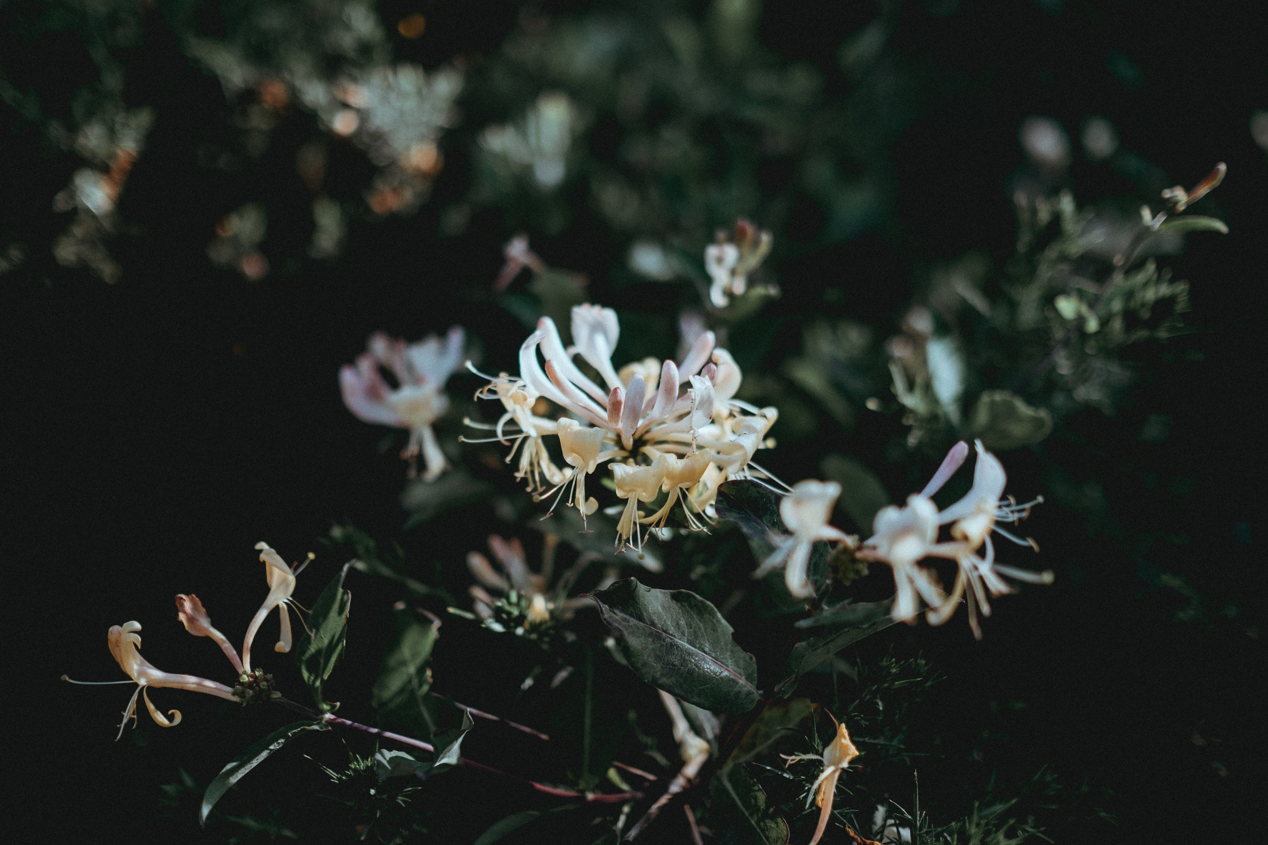 annie-spratt-jh4P20cUK0A-unsplash.jpg