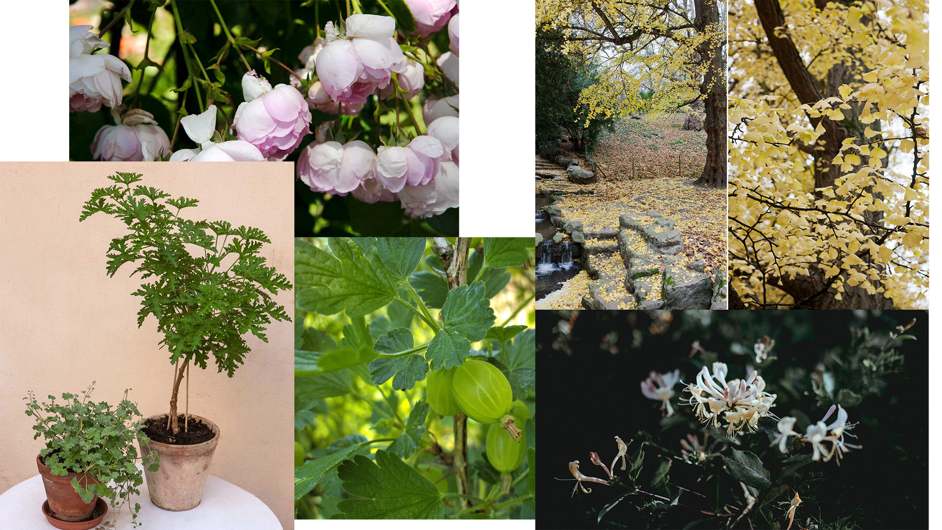 Så utnyttjar du växternas dubbeleffekt