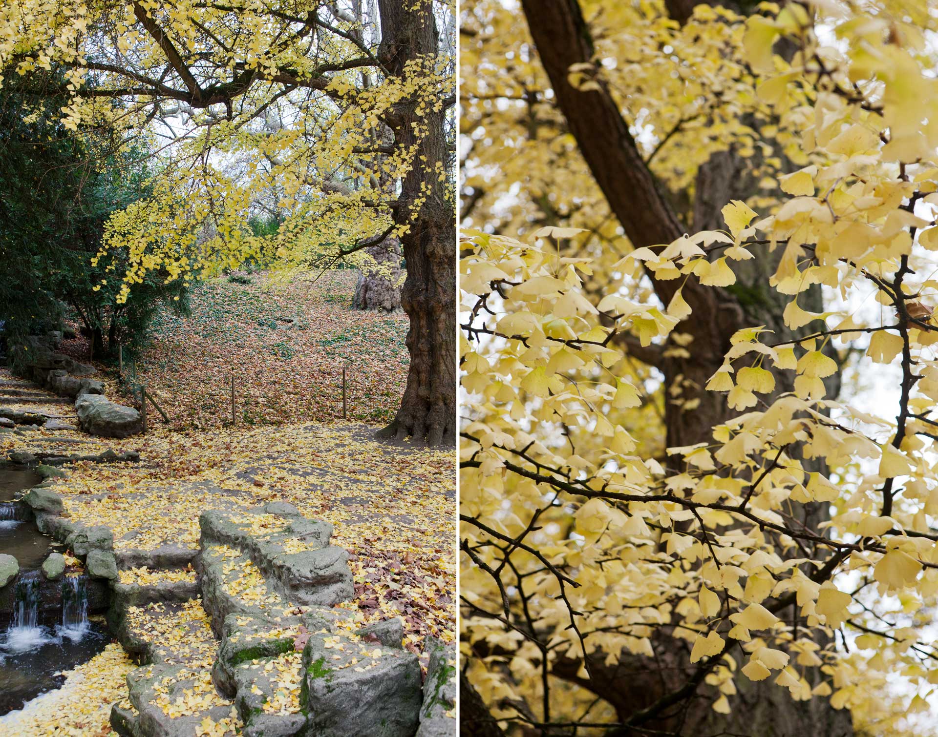 ginkgo.jpg