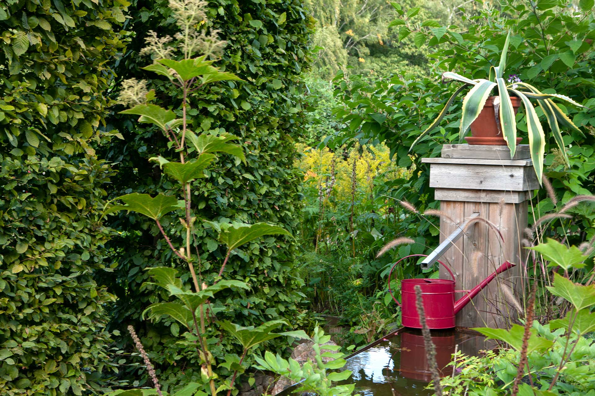 Vatten i trädgården