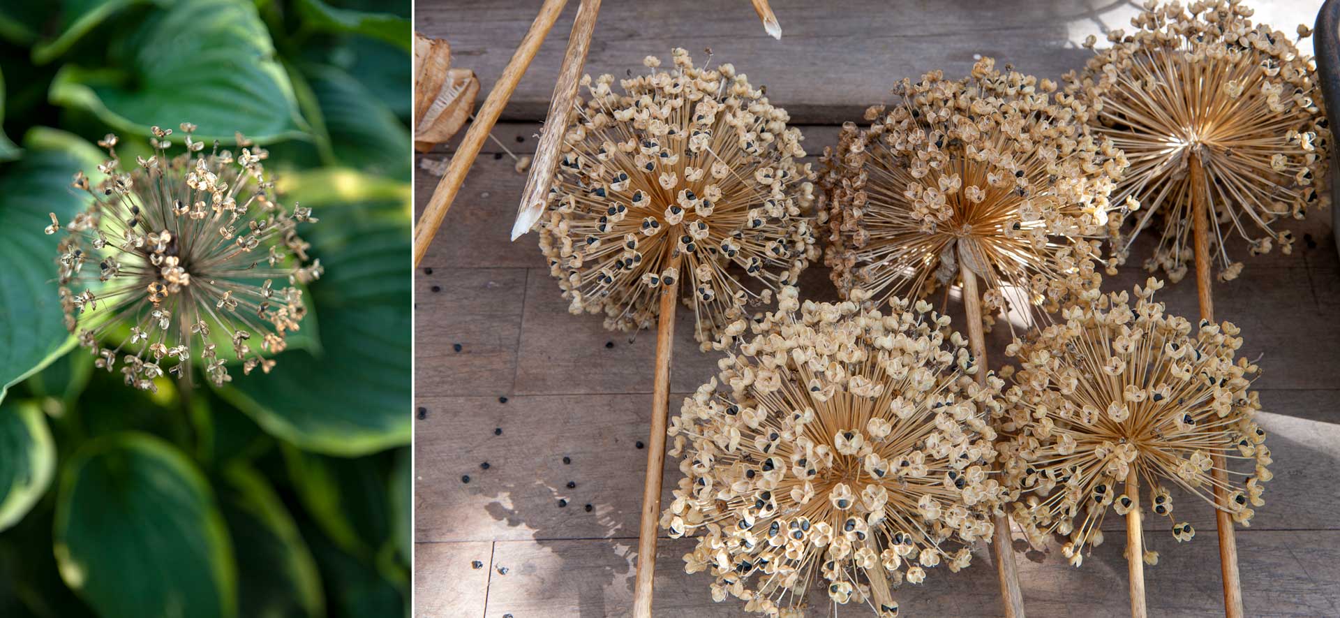 allium-egt.jpg