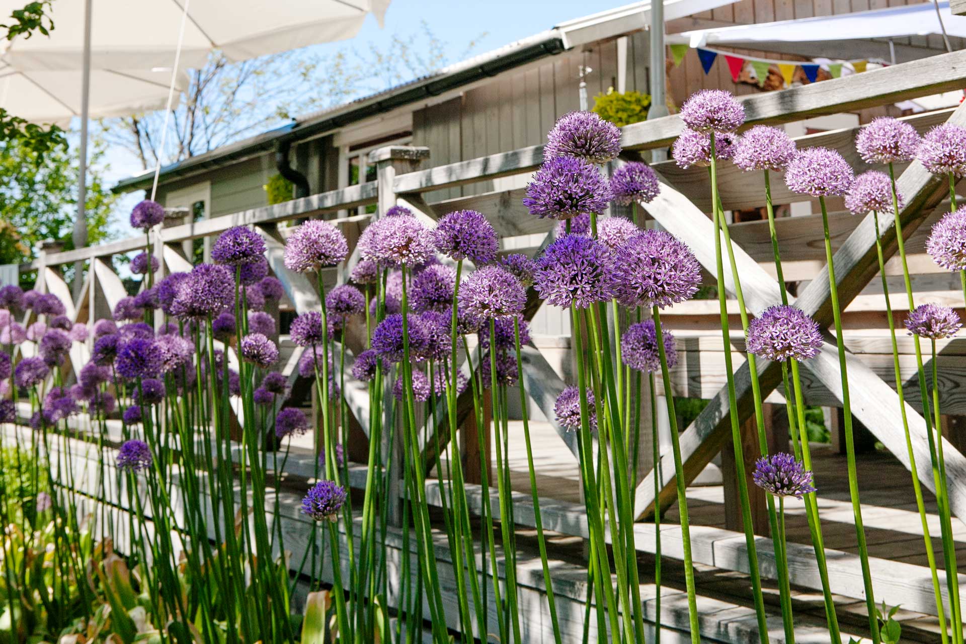 Allium – älskade lökväxt