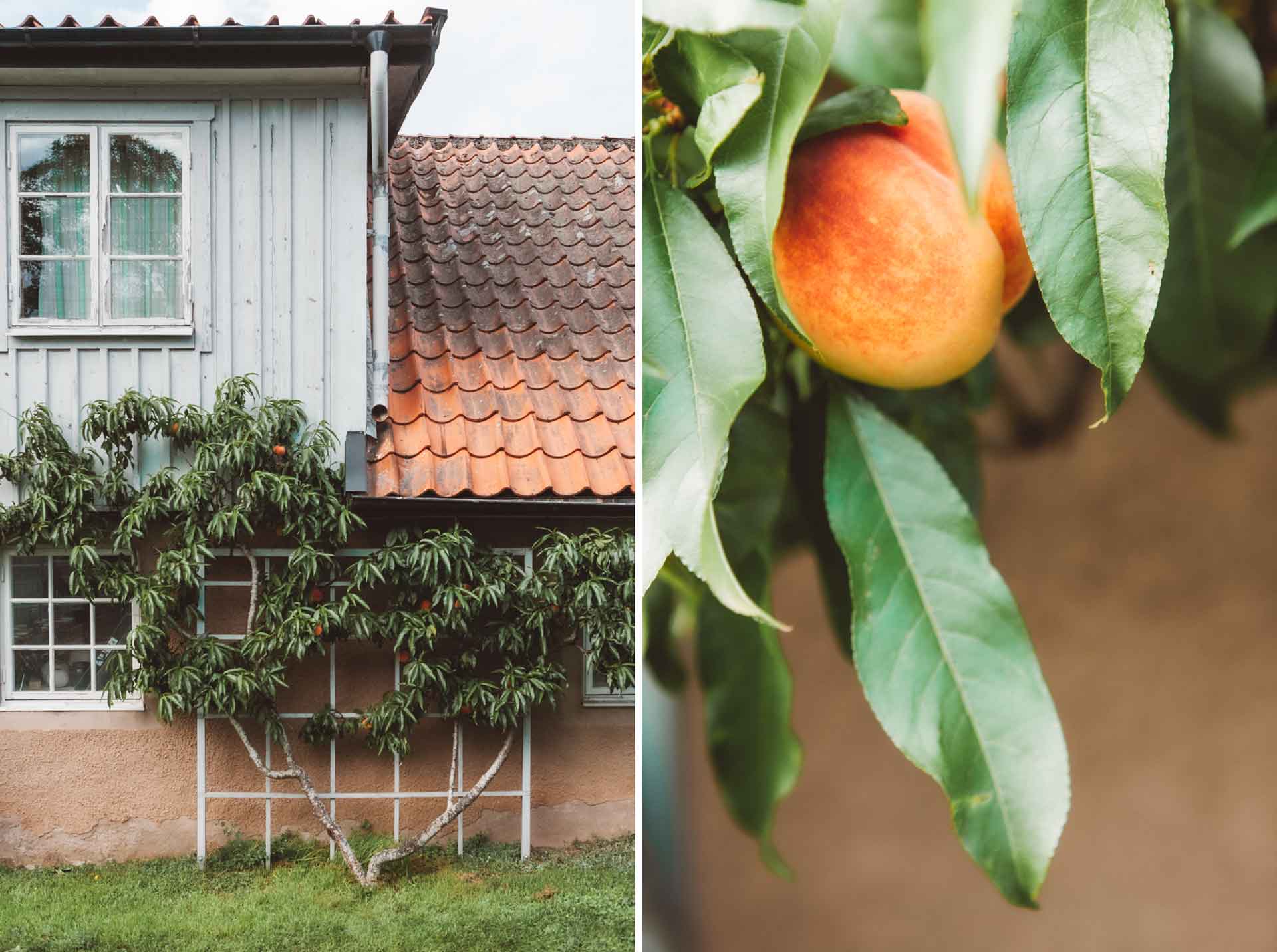 Tips för att lyckas med persika