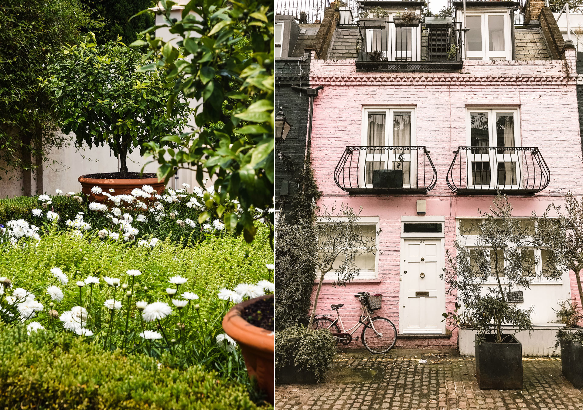  Odla träd i kruka x 4