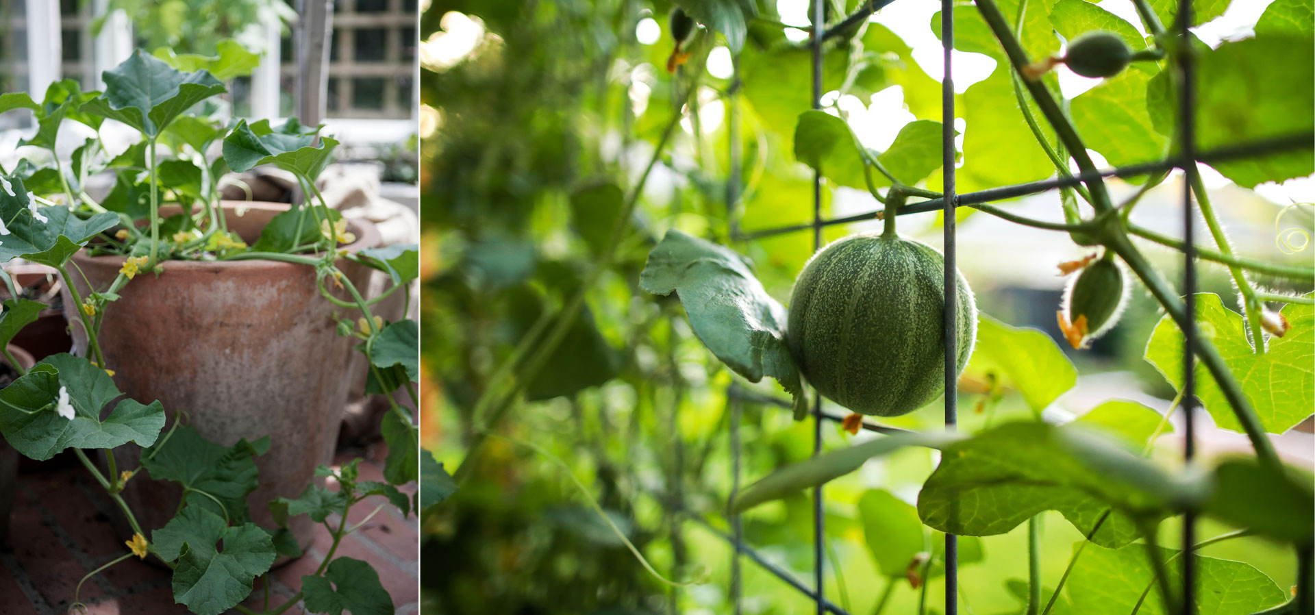 Lyckas med meloner – våra 5 bästa tips