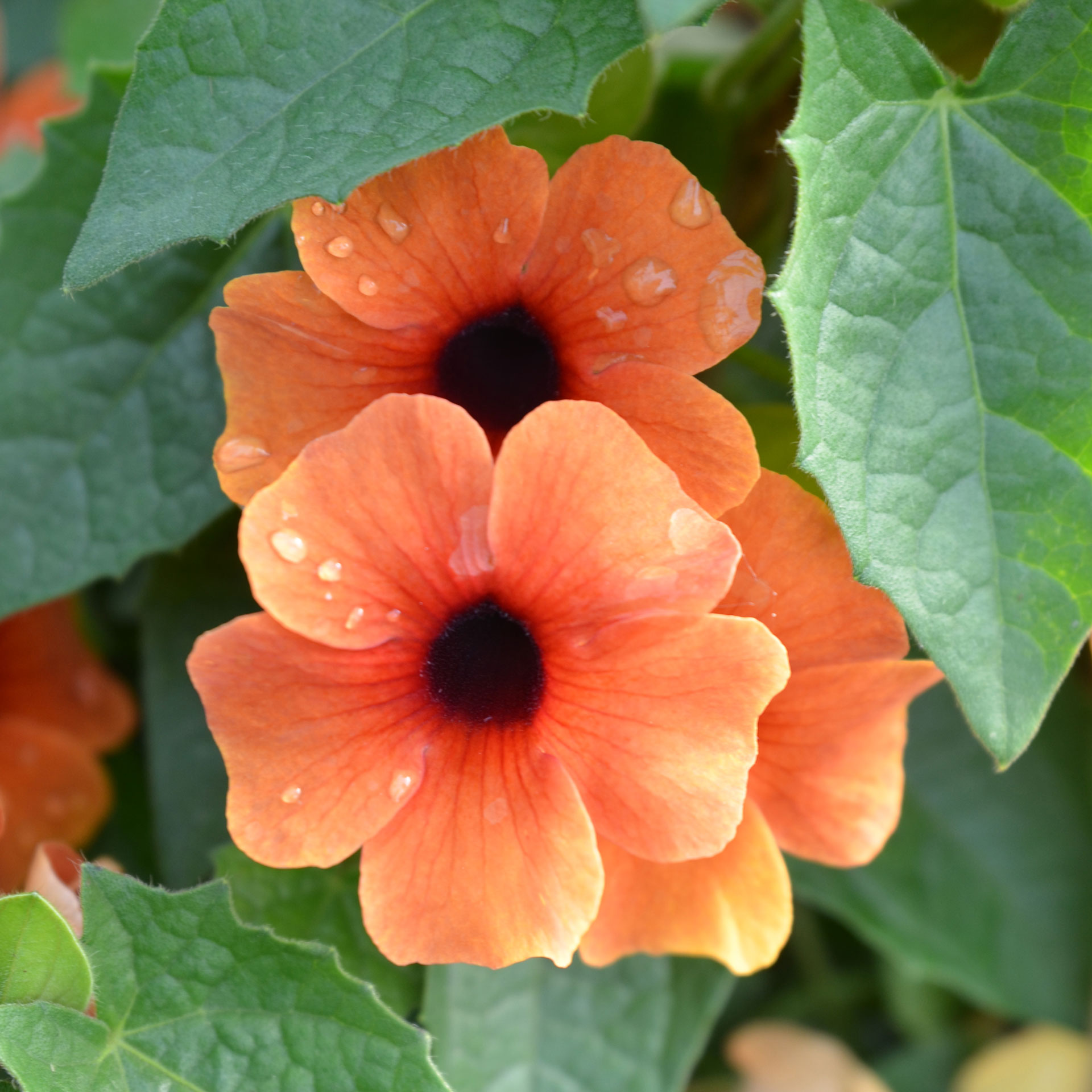 30-Thunbergia-alata-CloseUp-mA╠â┬«rk-aprikos.jpg