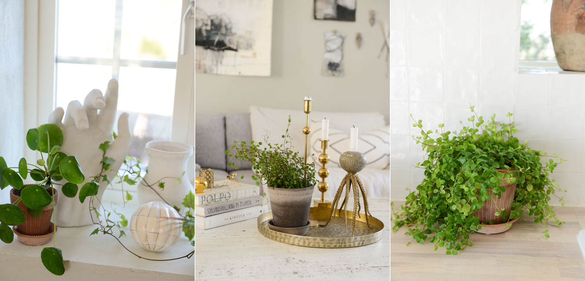 Krukväxternas tid börjar nu