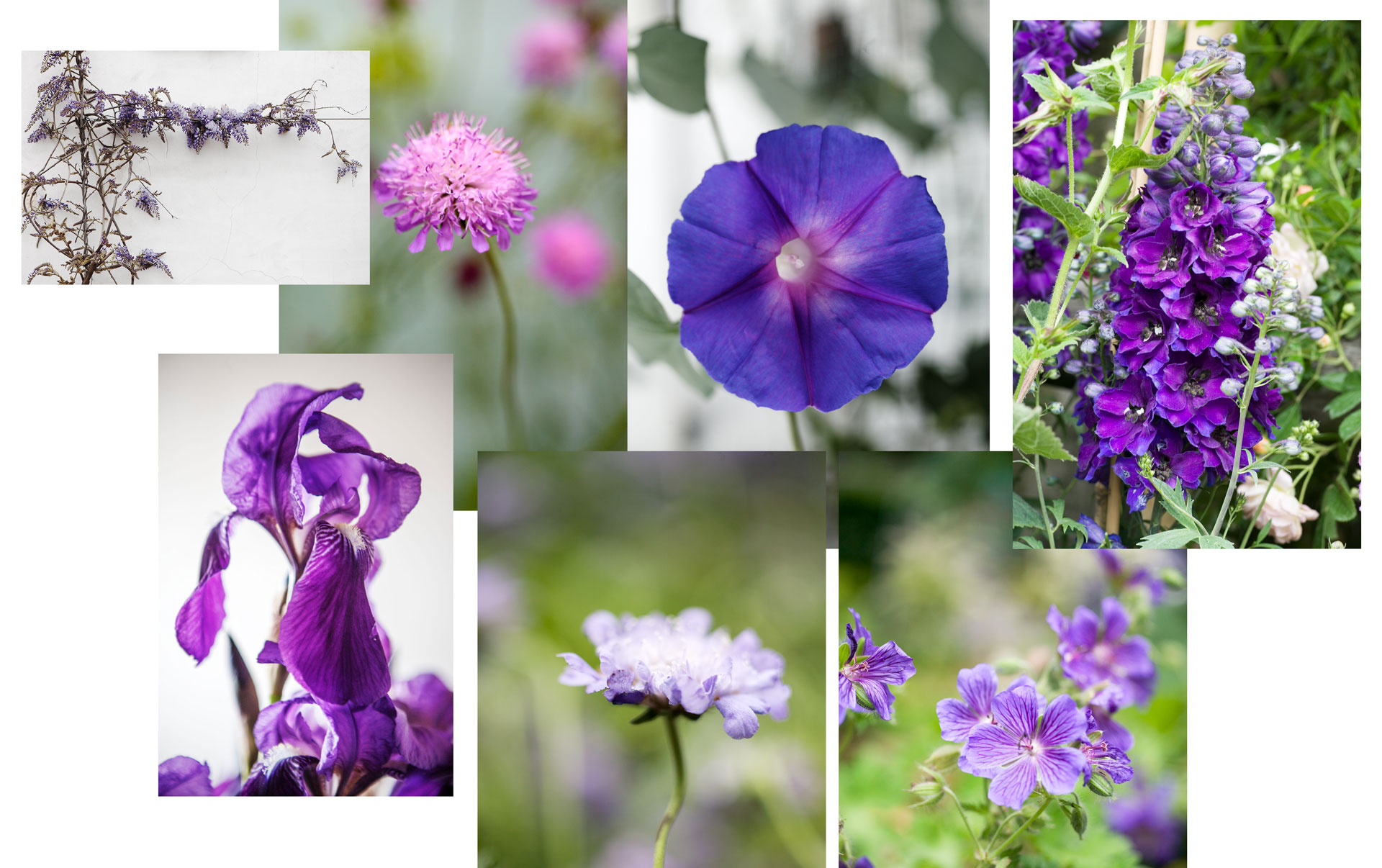 Låt det blomma i något blått - lista över blommande blå växter