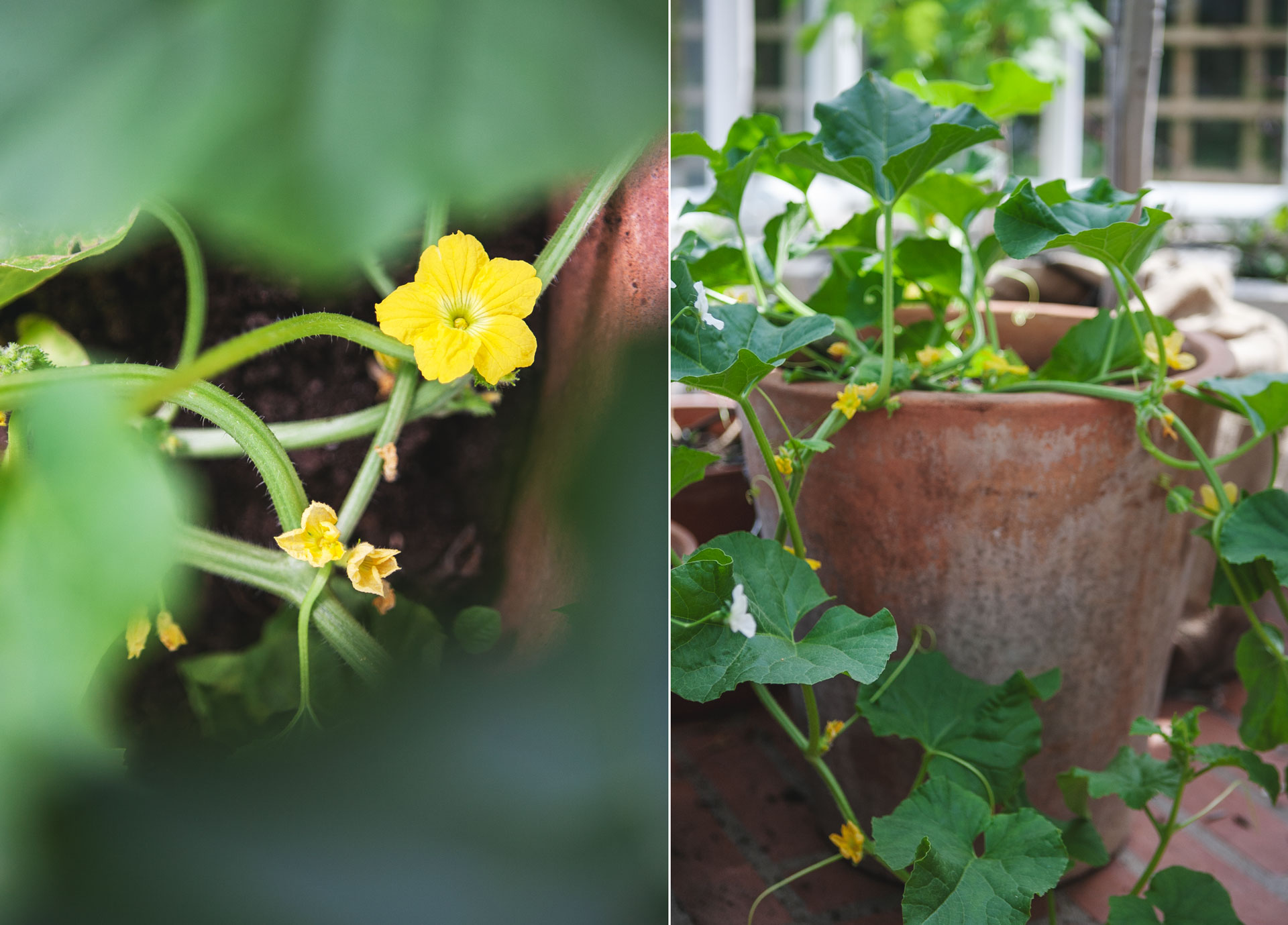 Enklaste sättet att odla melon