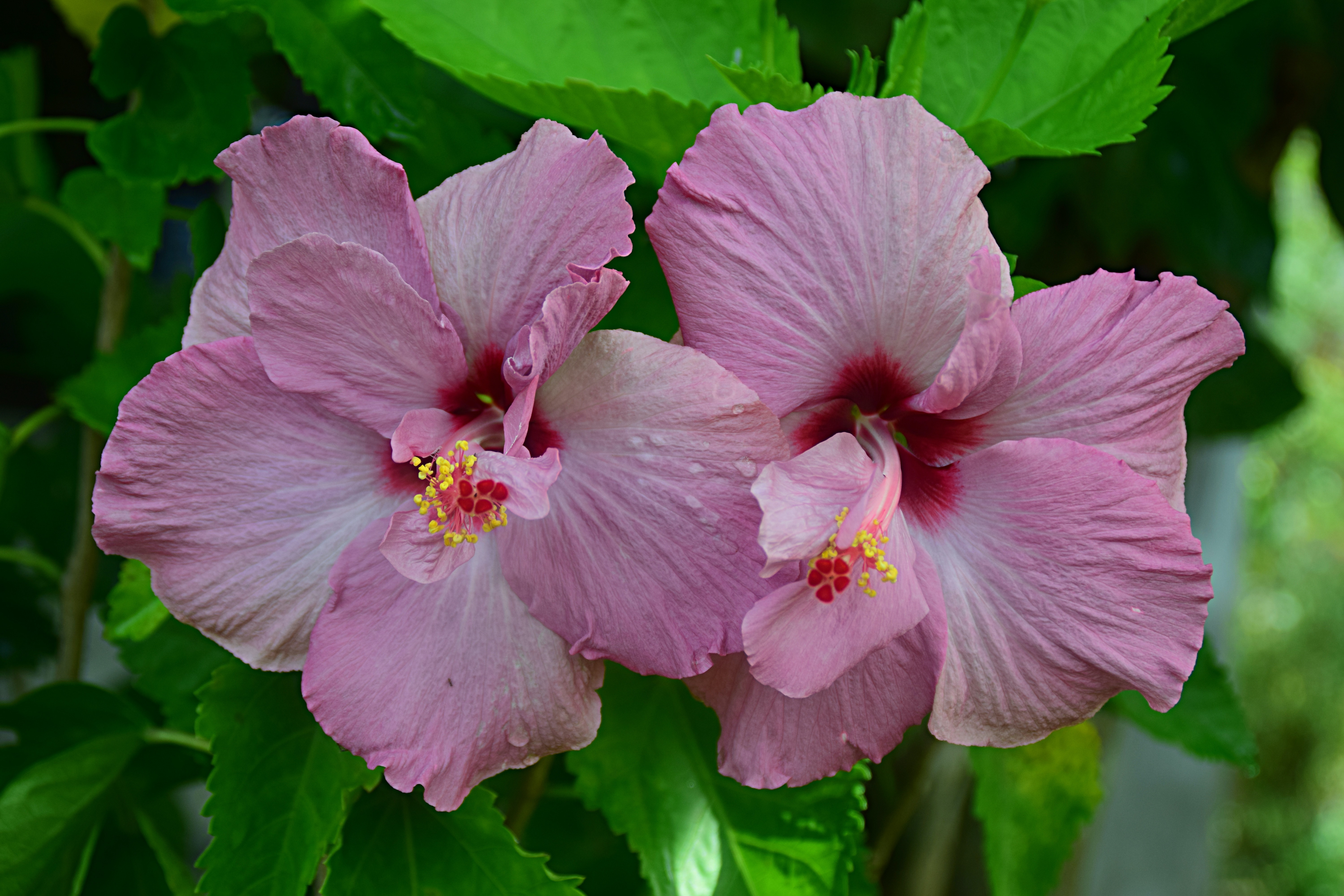 Krukväxter som på mormors tid - så sköter du Hibiskus, Kornettblomma och Novemberkaktus