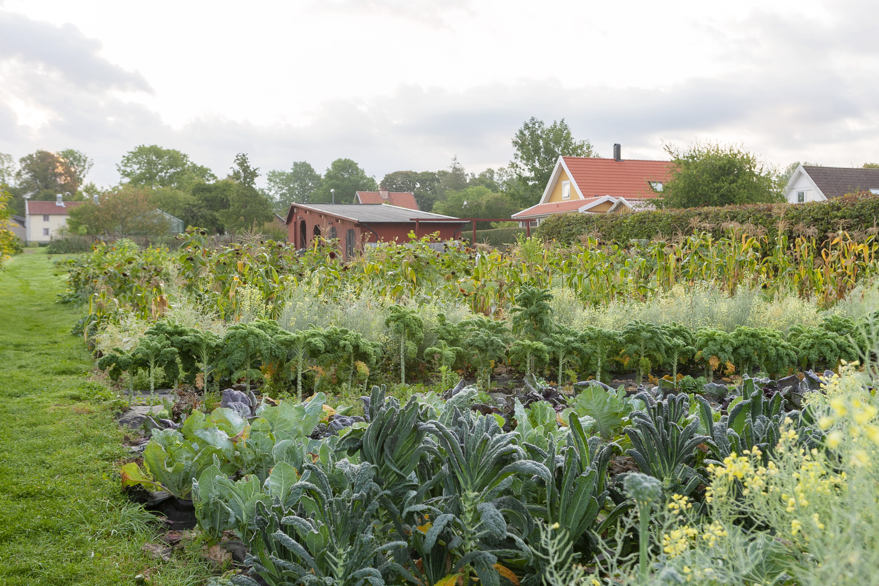 Gödsla rätt för att bli mätt - så gödslar du för att maxa skörden.