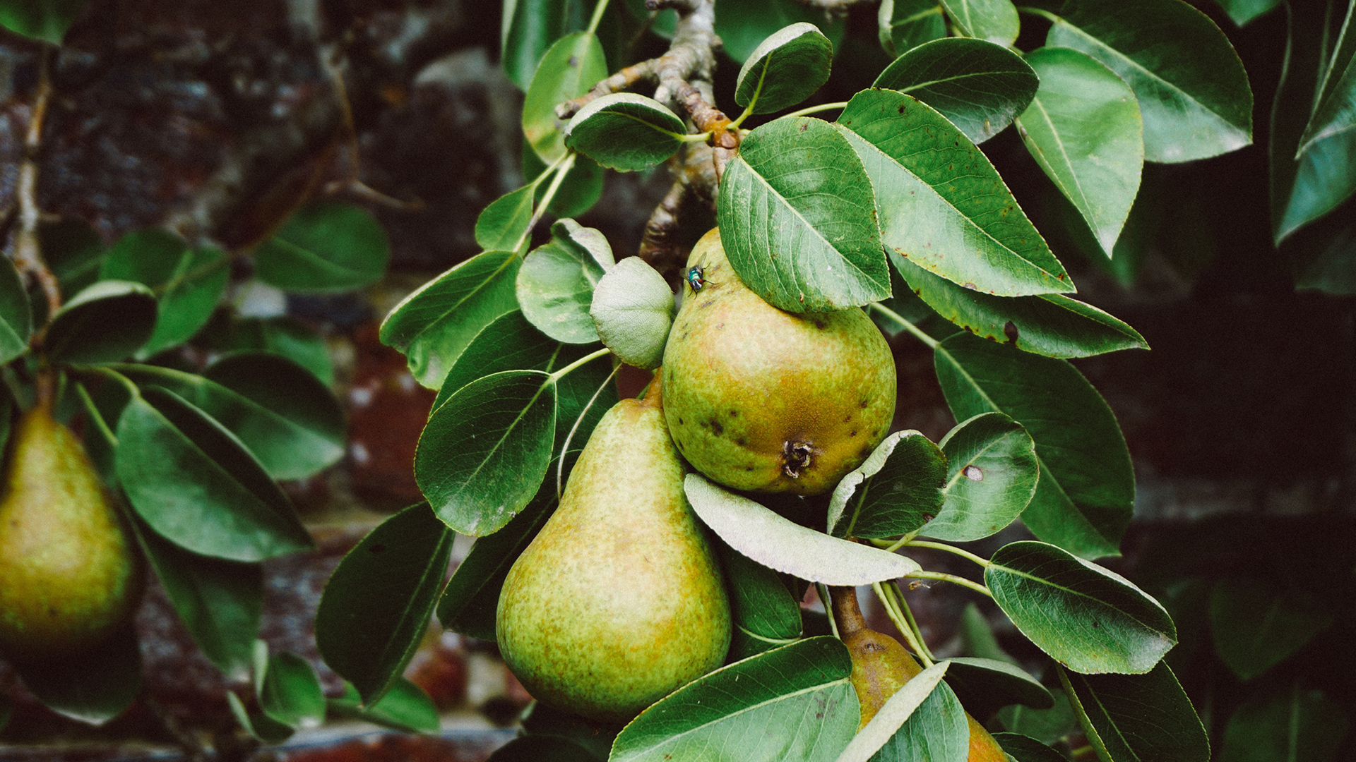 dan-gold-hXaHghBkEMQ-unsplash_1920x1080.jpg
