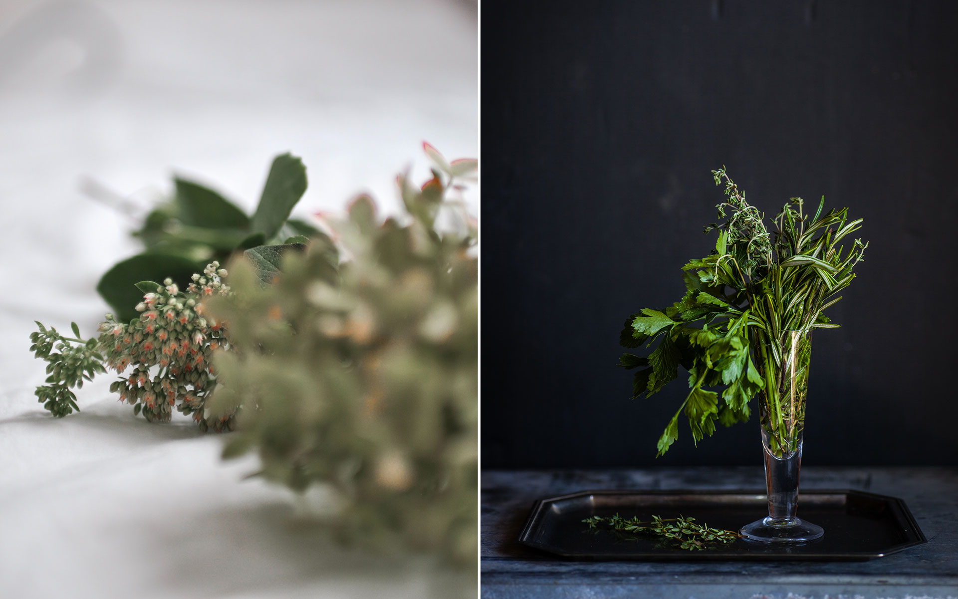 Sticklingsföröka växter till trädgården  - så gör du