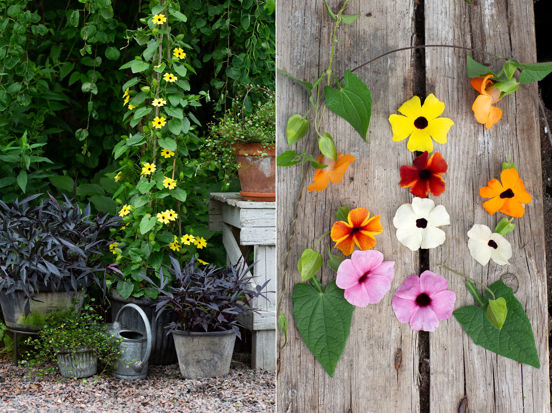 Årets sommarblomma 2023 är en klättrande favorit