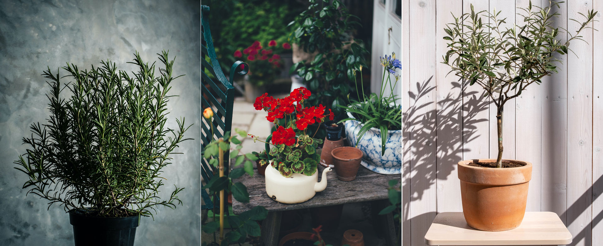 Hur ska jag vinterförvara mina växter?