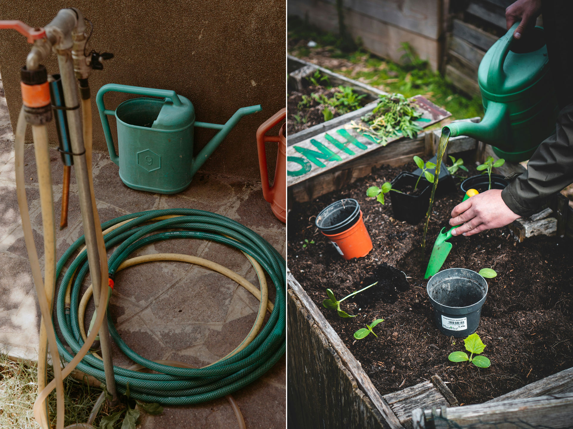 Gröna oaser i torkans tid – Chelsea Flower Show visar vägen