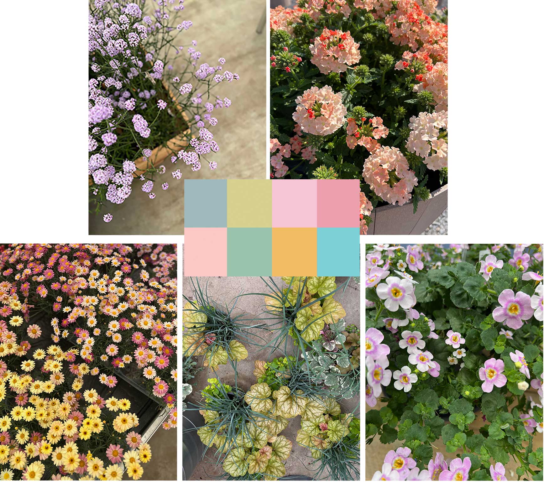 Dream garden möter vårens ljuva växtnyheter – skapa harmoni med färg