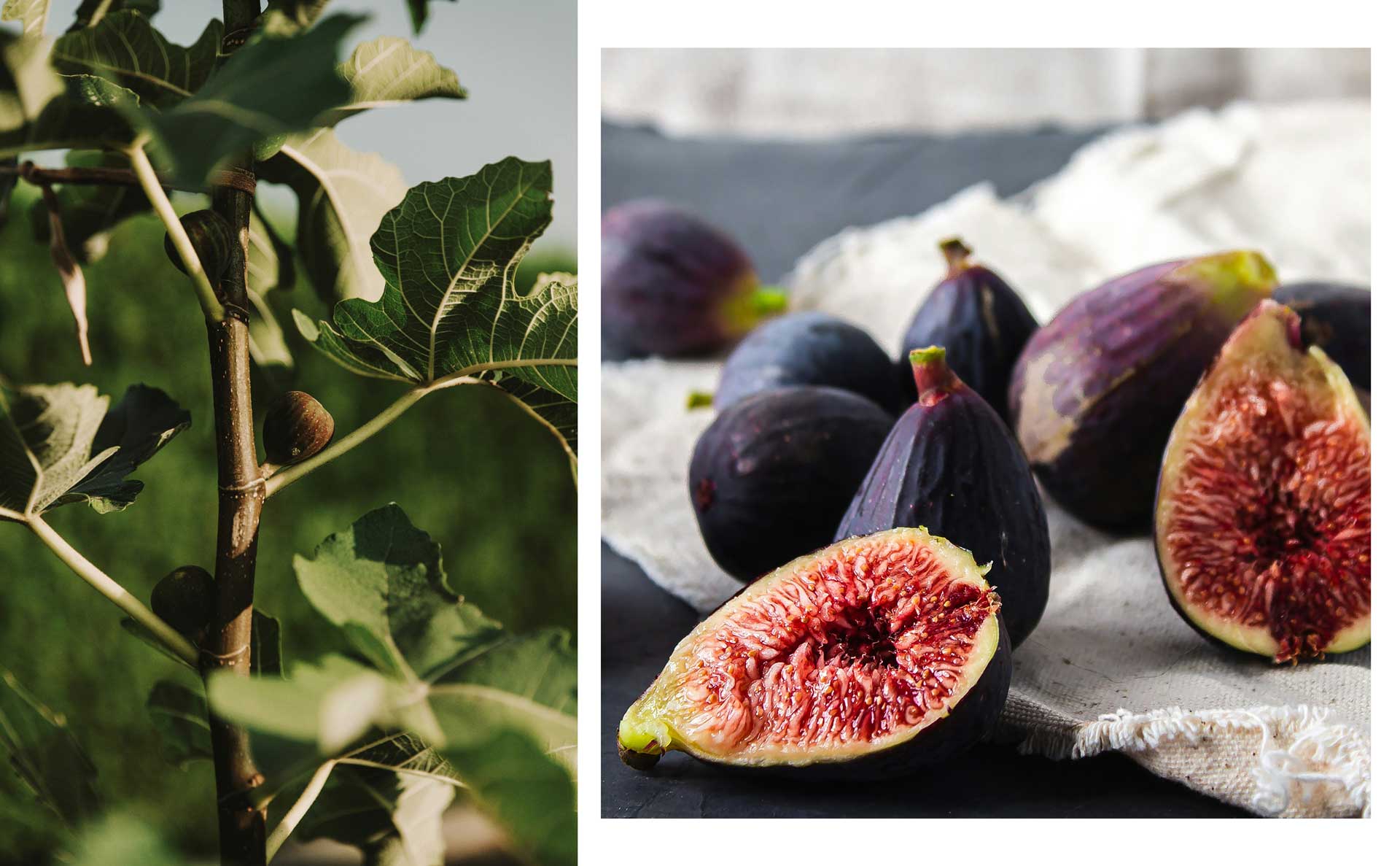 Så får du fikonträdet att trivas i hemmet