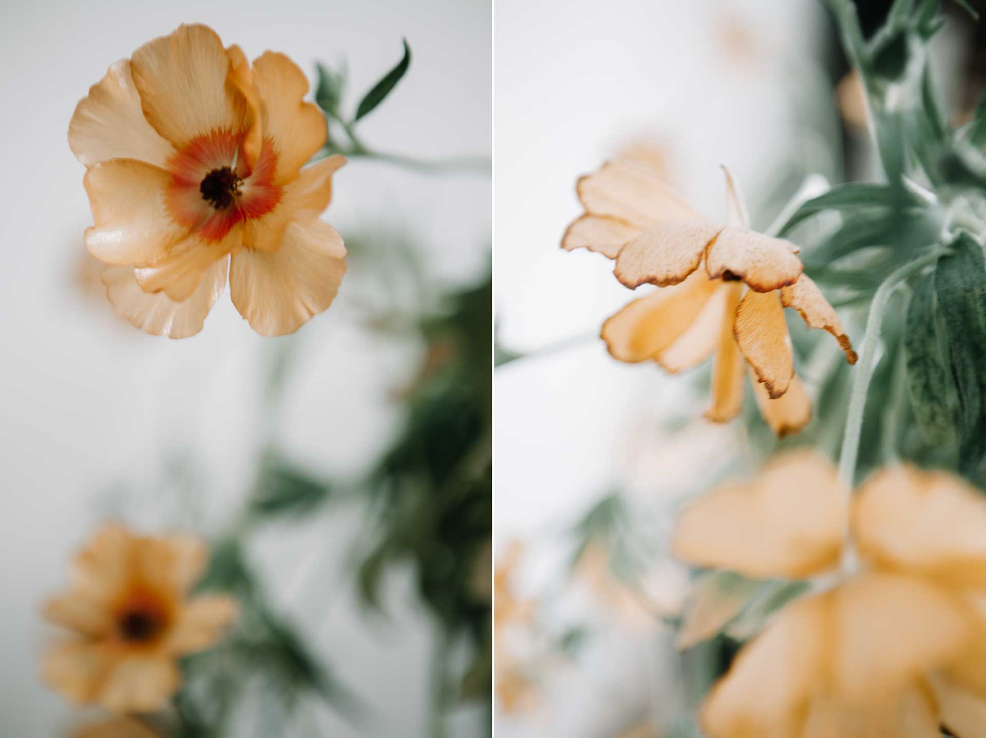 Säsong för ranunkelns bevingade kusin