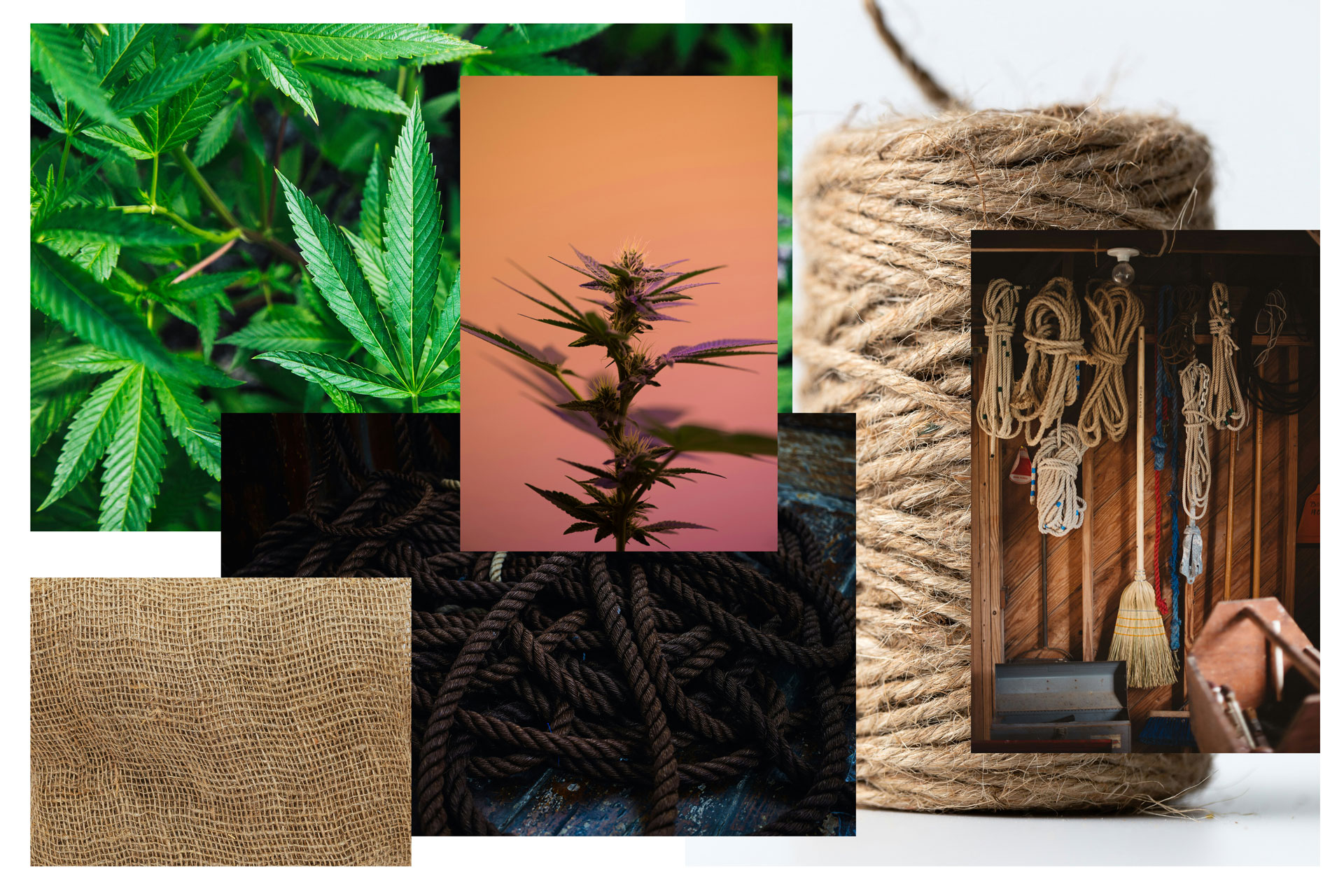 Hampa: En allsidig växt för framtidens trädgårds- och byggindustri