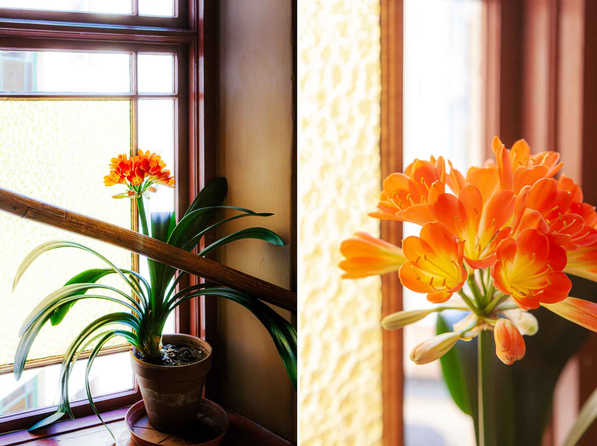 En hyllning till Mönjeliljan - den bortglömda mormorsblomman