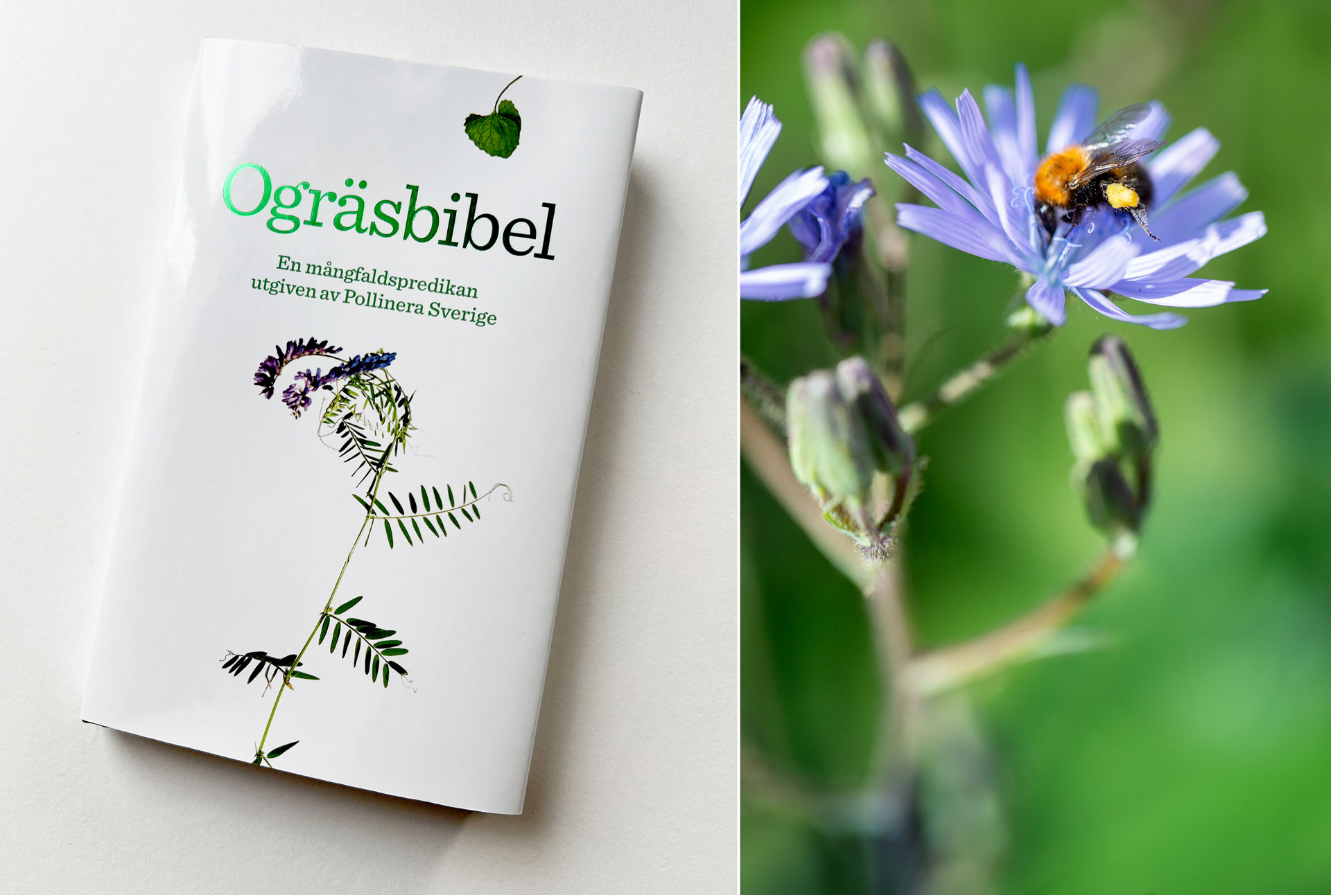 Ogräsbibeln: lär känna ogräsens nyttigheter