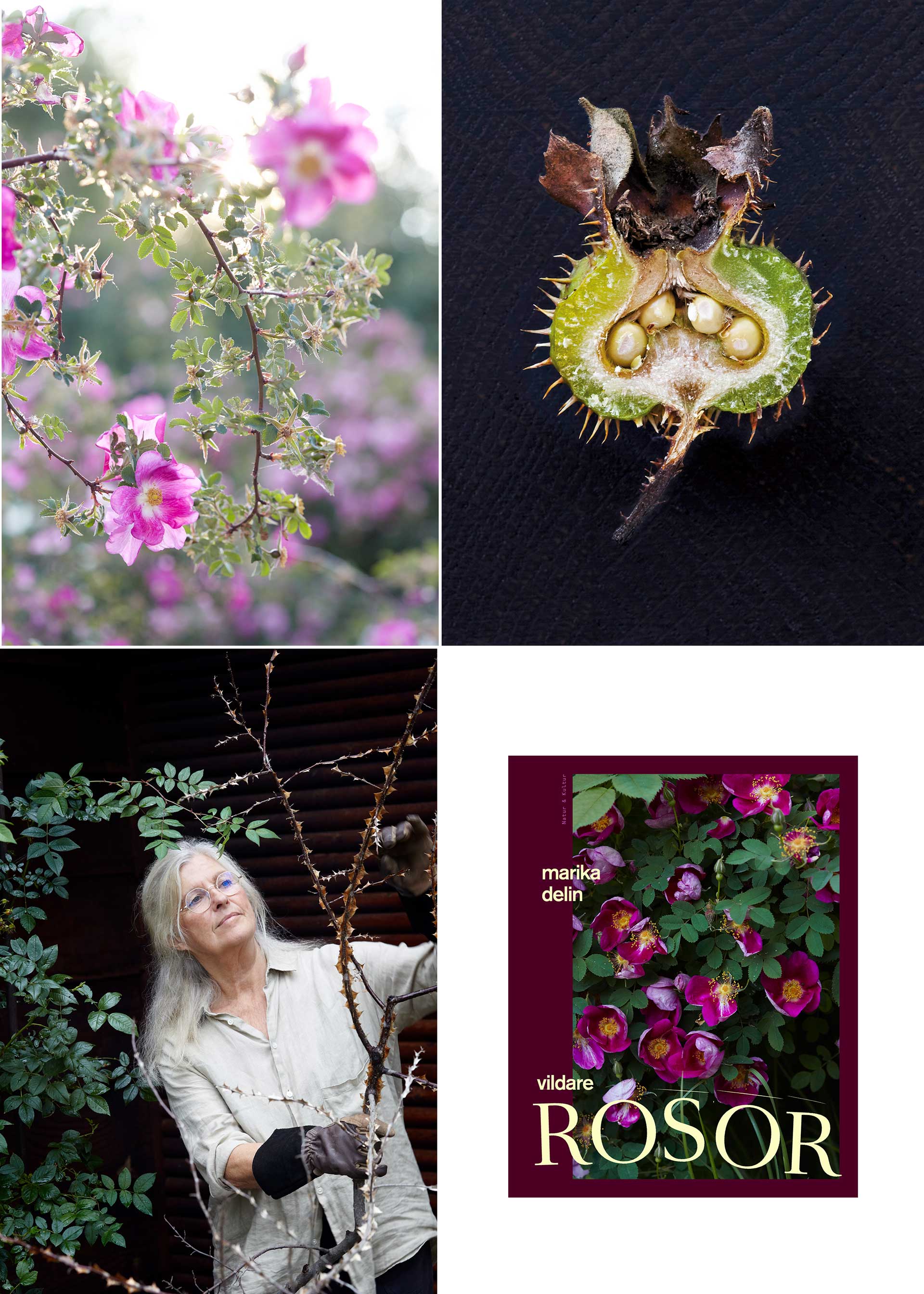 Vild och vacker – underskatta aldrig mer rosornas svarta får - Vildrosen