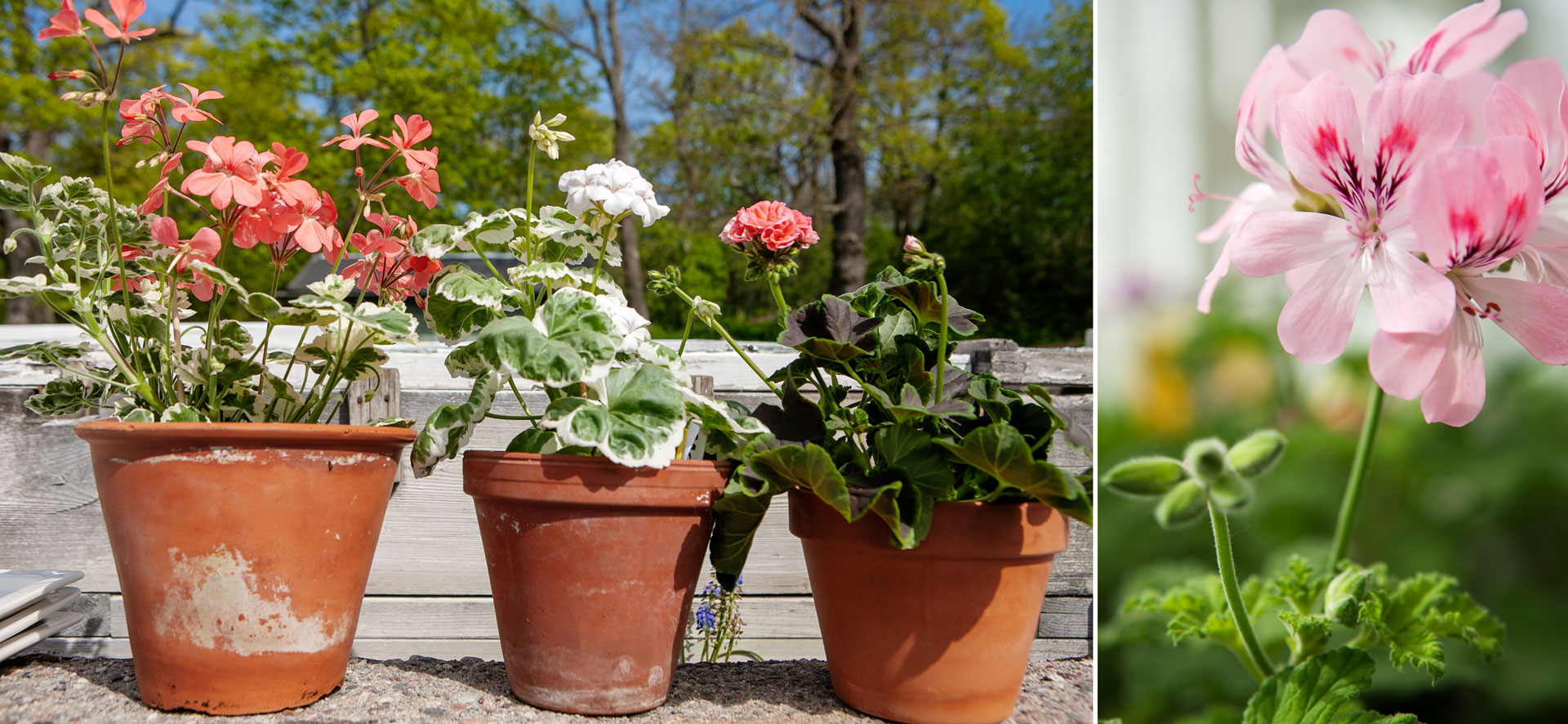 pelargoner-balkongodling.jpg
