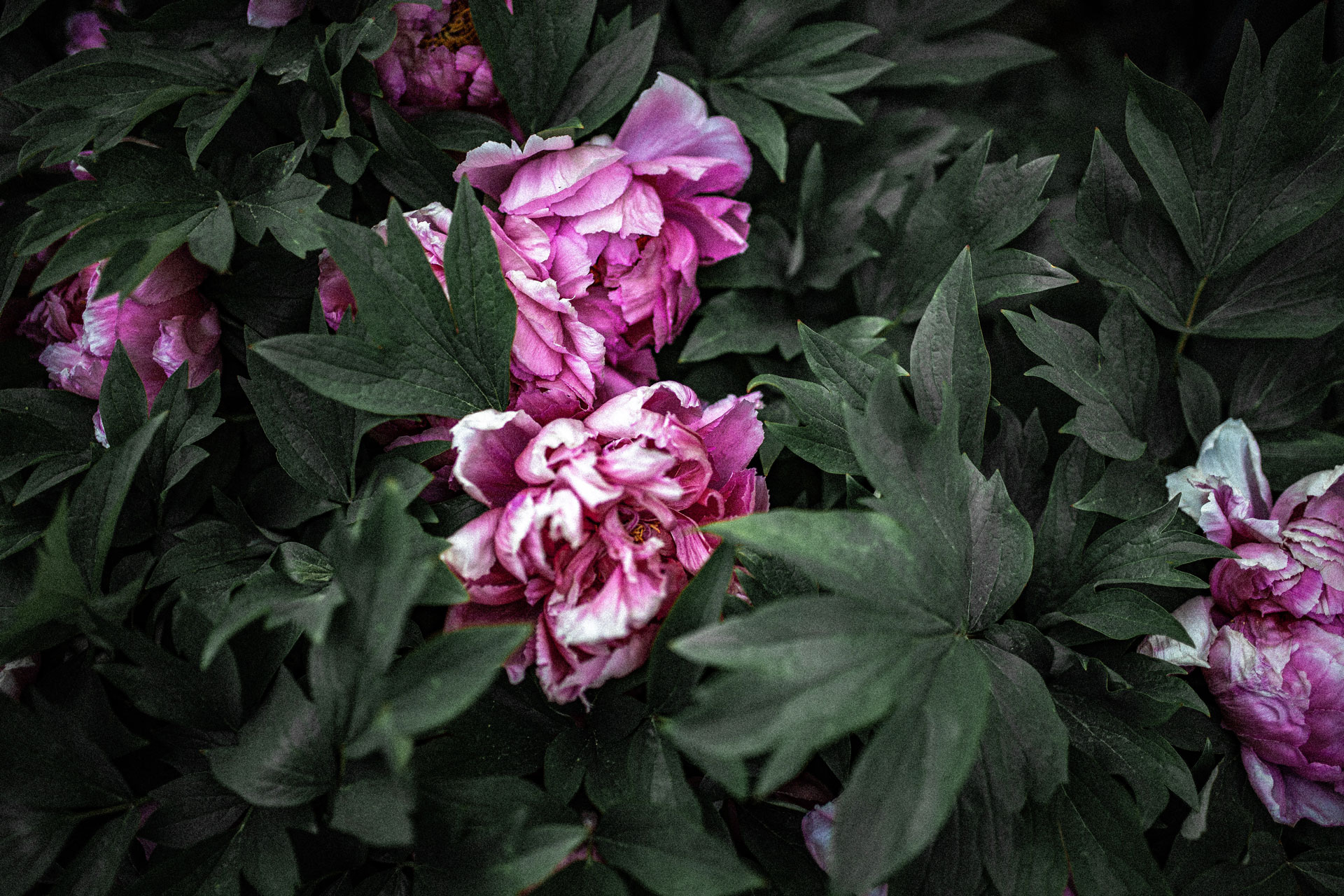 corina-rainer-LSUAnCOIbRo-unsplash.jpg