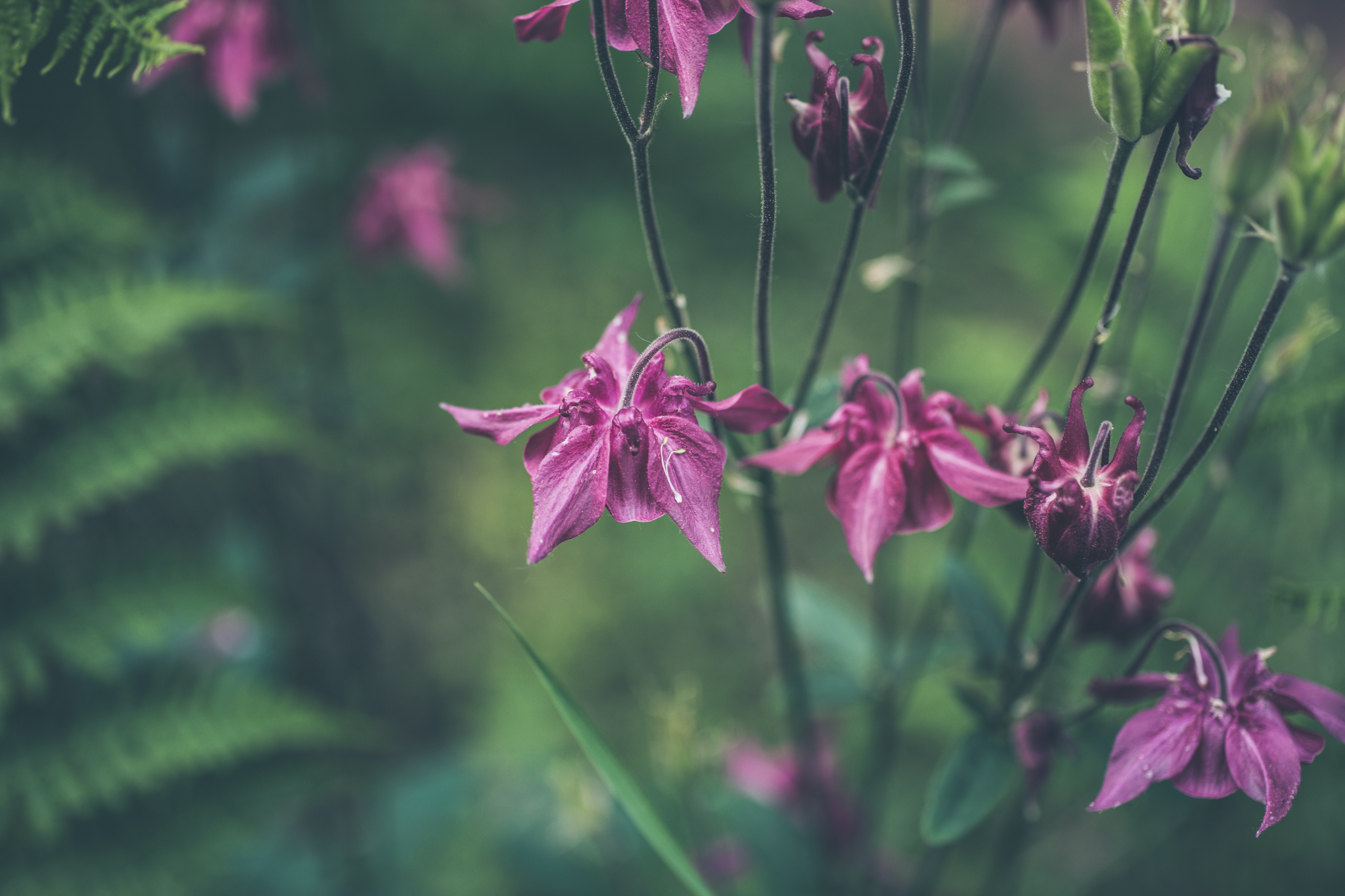 nature-uninterrupted-photography-uxEbm2uWH74-unsplash.jpg
