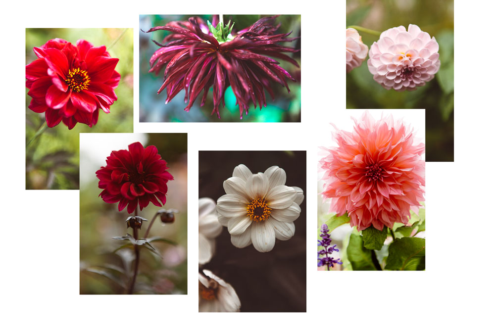 dahlias-egt-.jpg