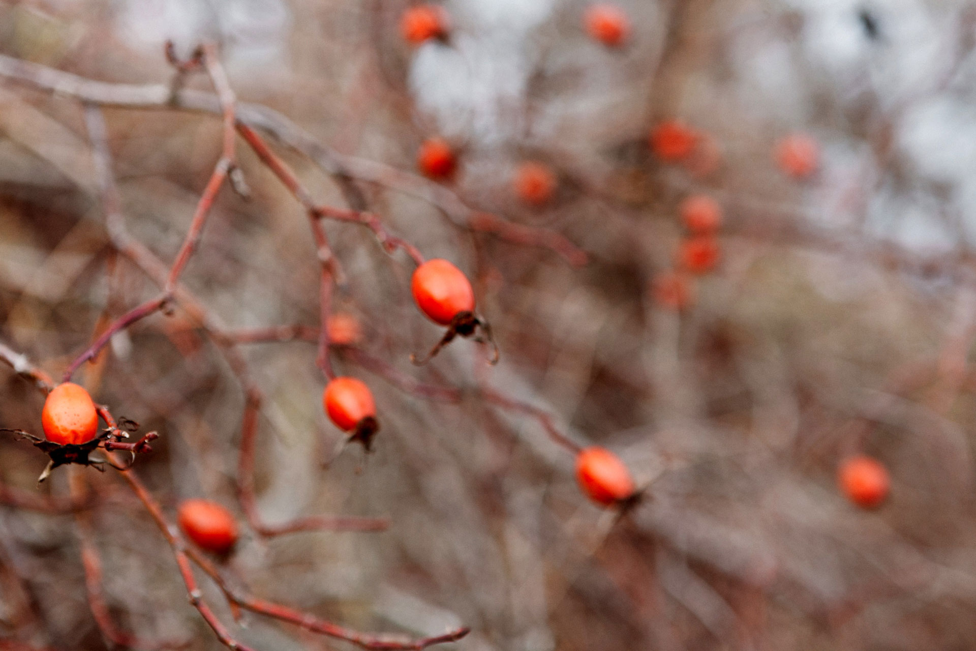 Nypontider – så här använder du skogens röda guld