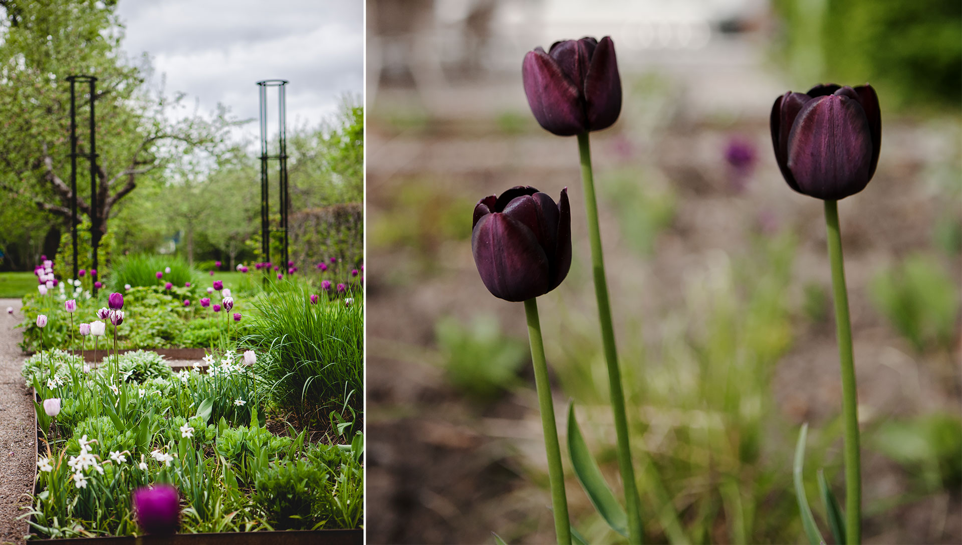 Tulpanens högsäsong, vilken är din?
