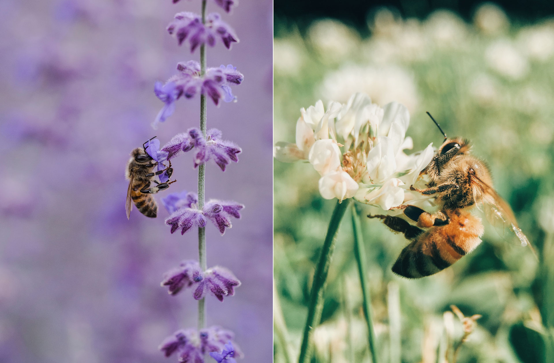 Idag hyllar vi biet och dess vänner