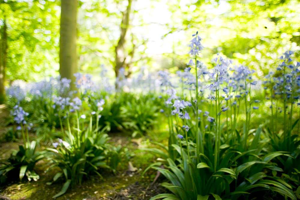 Den hemliga trädgården