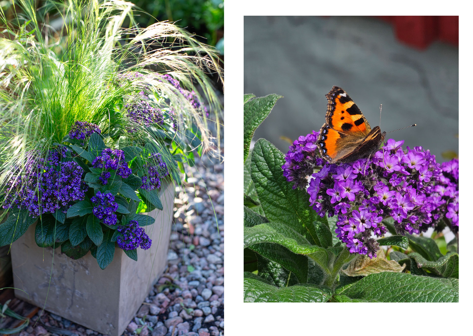 Nostalgi och doftmagi – heliotropen är Årets Sommarblomma