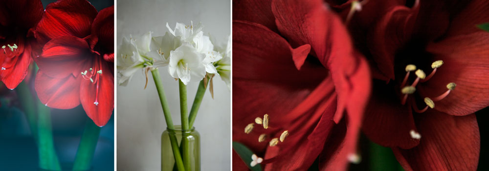 Den 19 november är amaryllisens dag