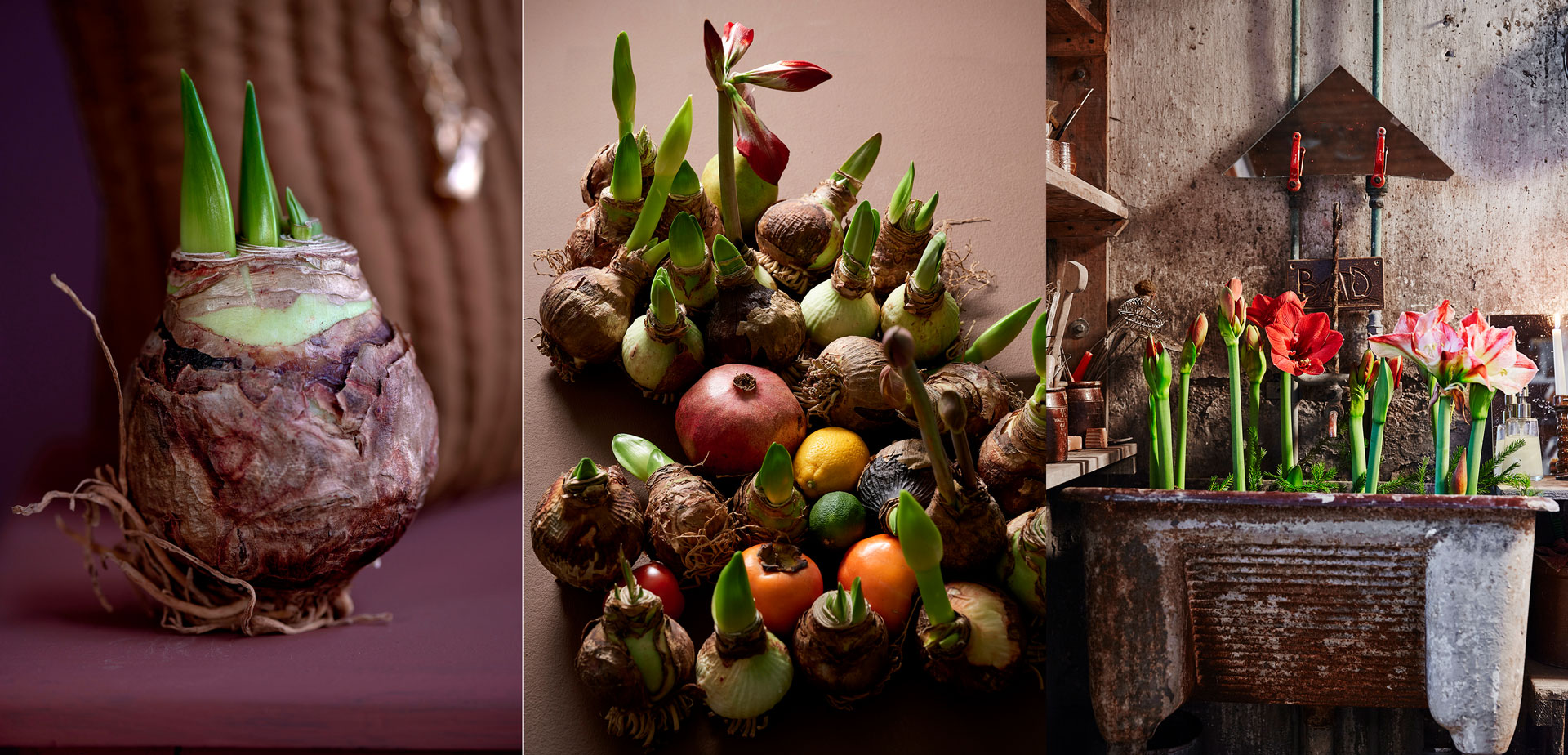 Missa inte amaryllisens dag