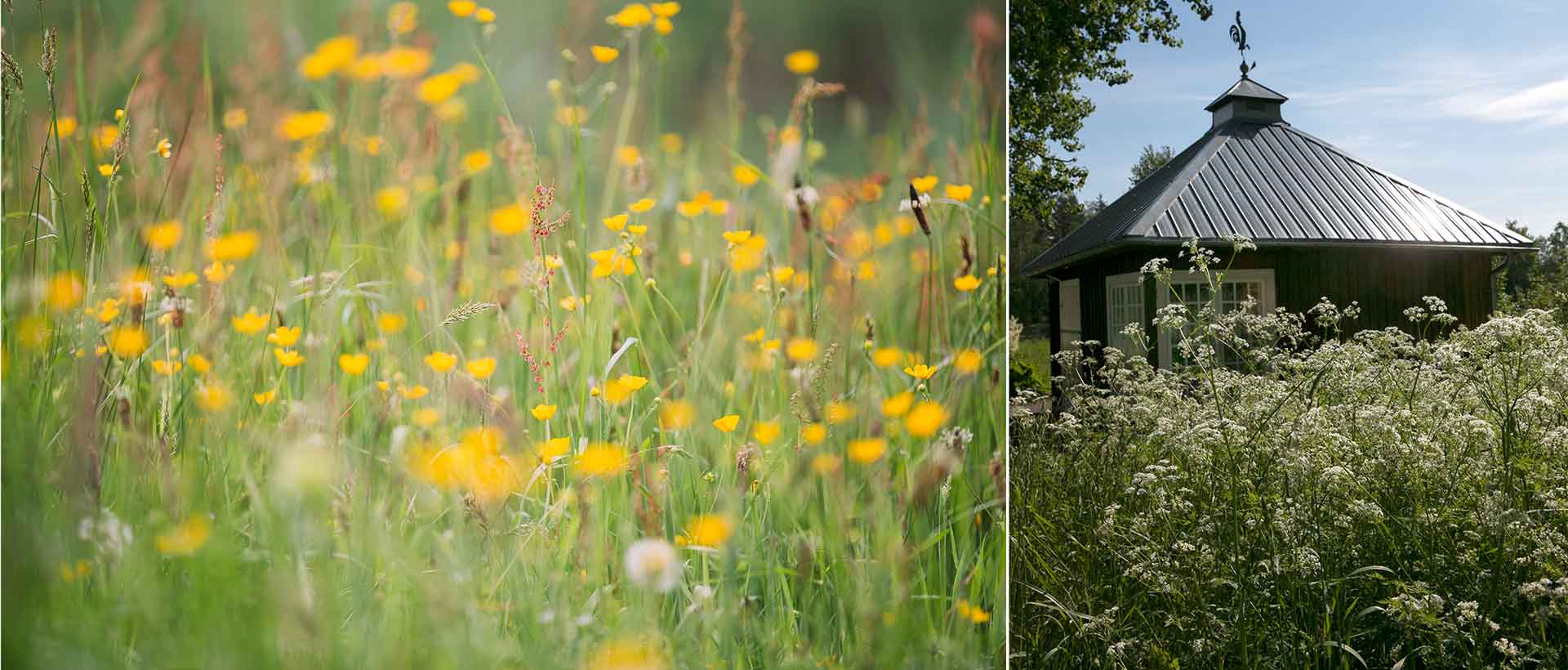 Satsa på ängsmarker trädgårdssäsongen 2021