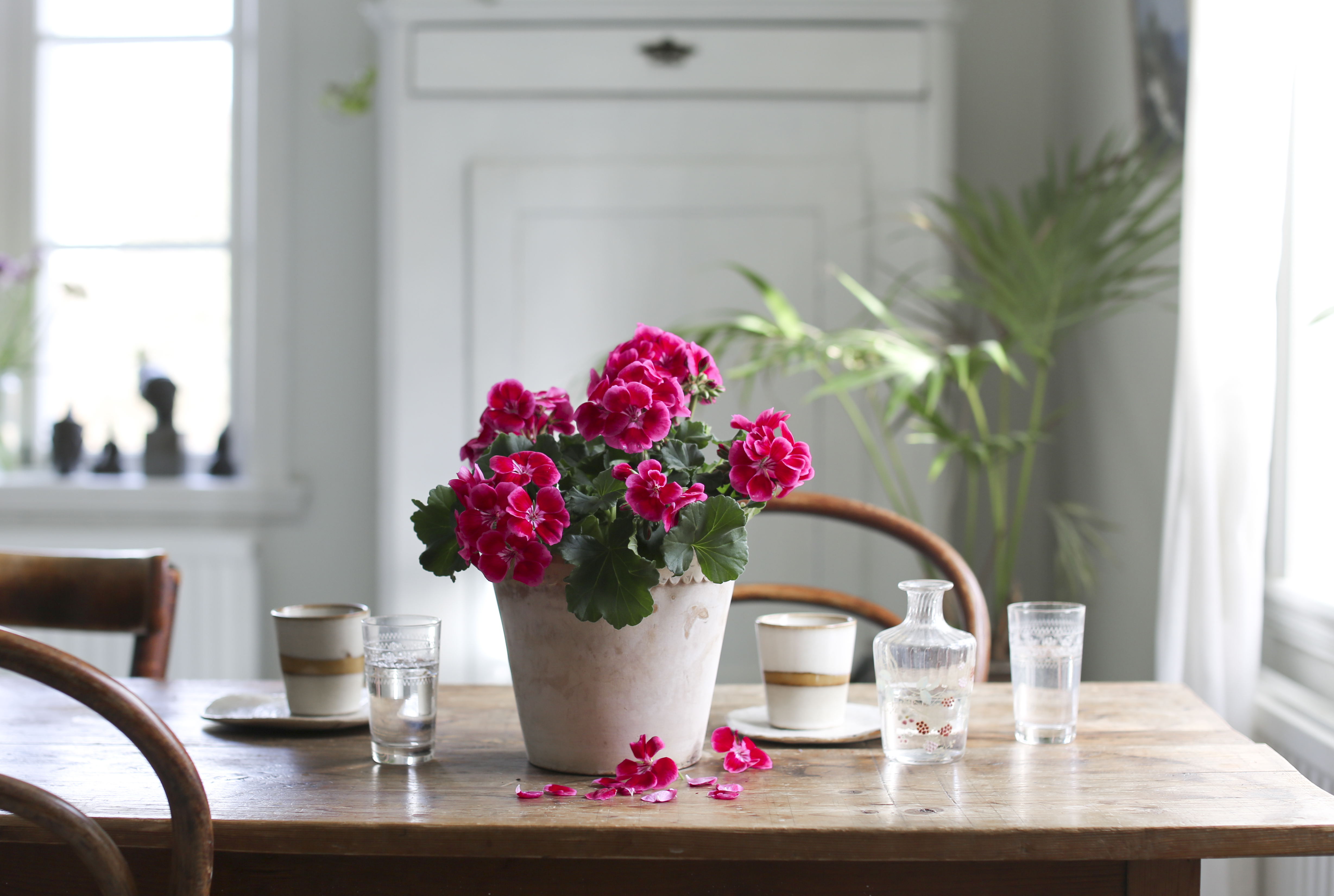 En intensivt rosa skönhet som lockar till dans är Årets pelargon.