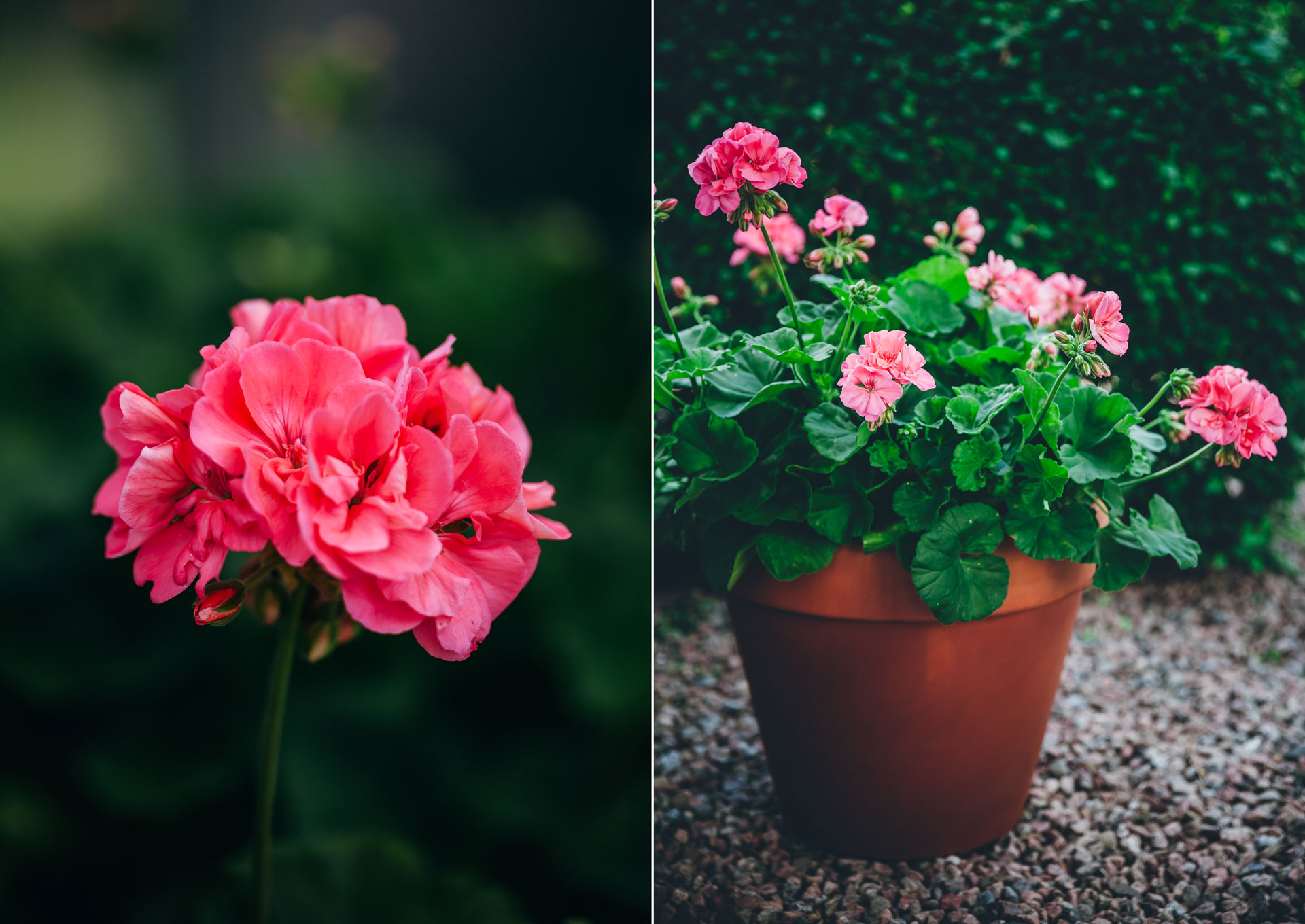 En korallfärgad skönhet med extra allt är Årets Pelargon