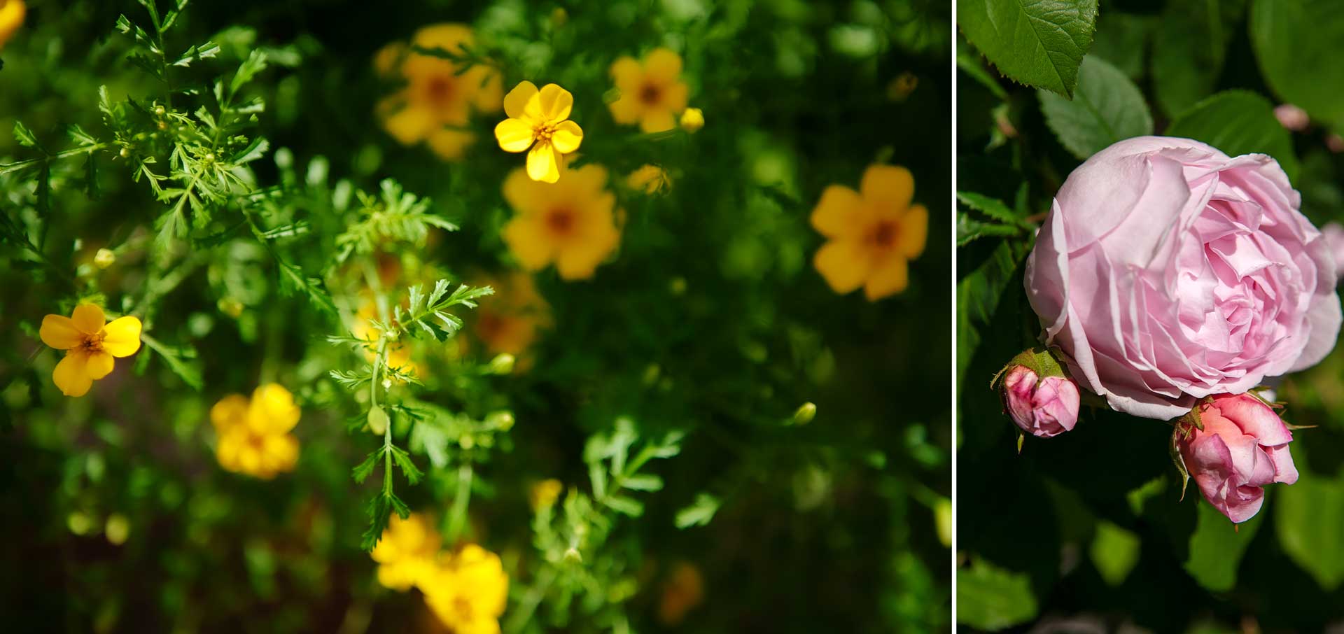 Tips på blommor som går att äta