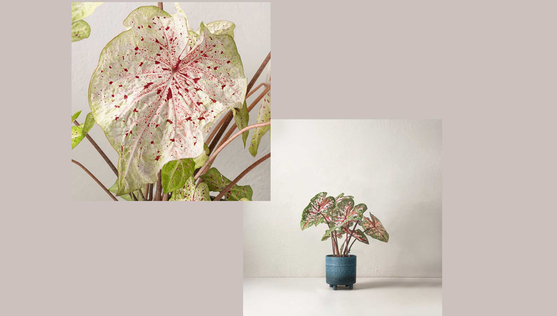 På önskelistan för krukväxter just nu – den spektakulära Caladium